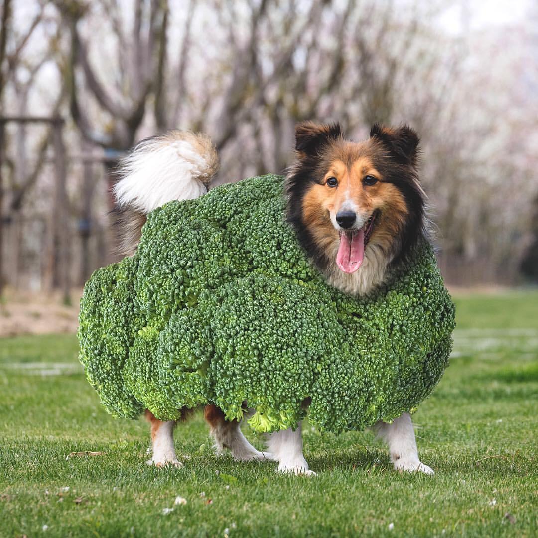 Broccoli dog 🐶 r/aww