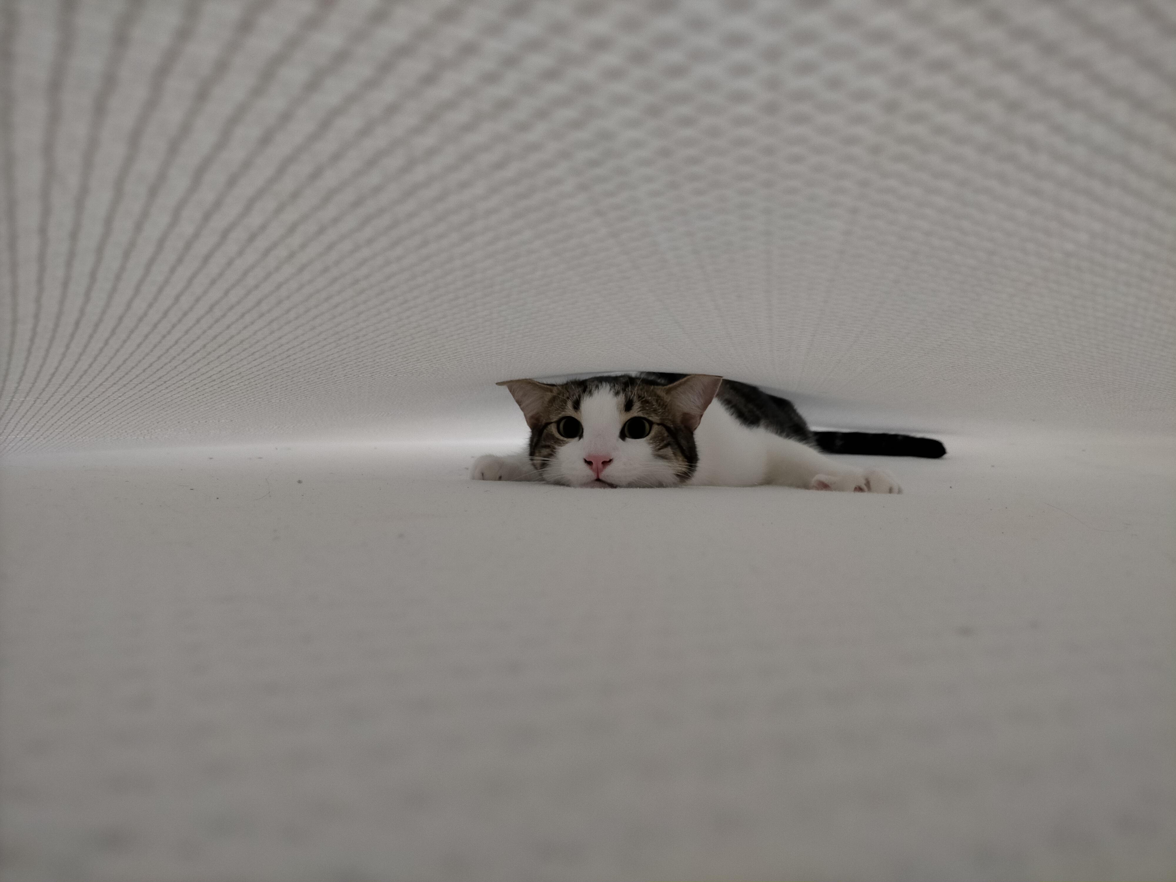 PsBattle cat hiding under a bed sheet