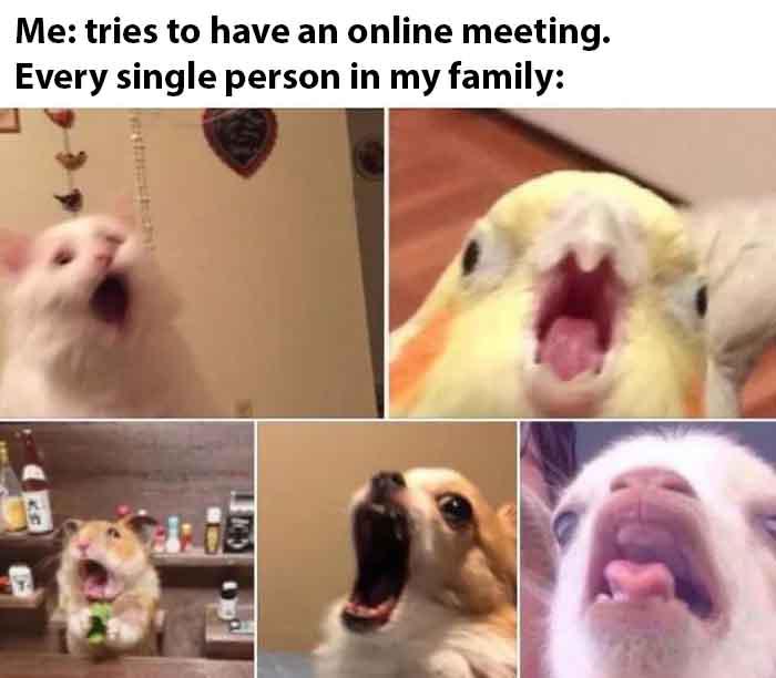 Or an important phone call. memes