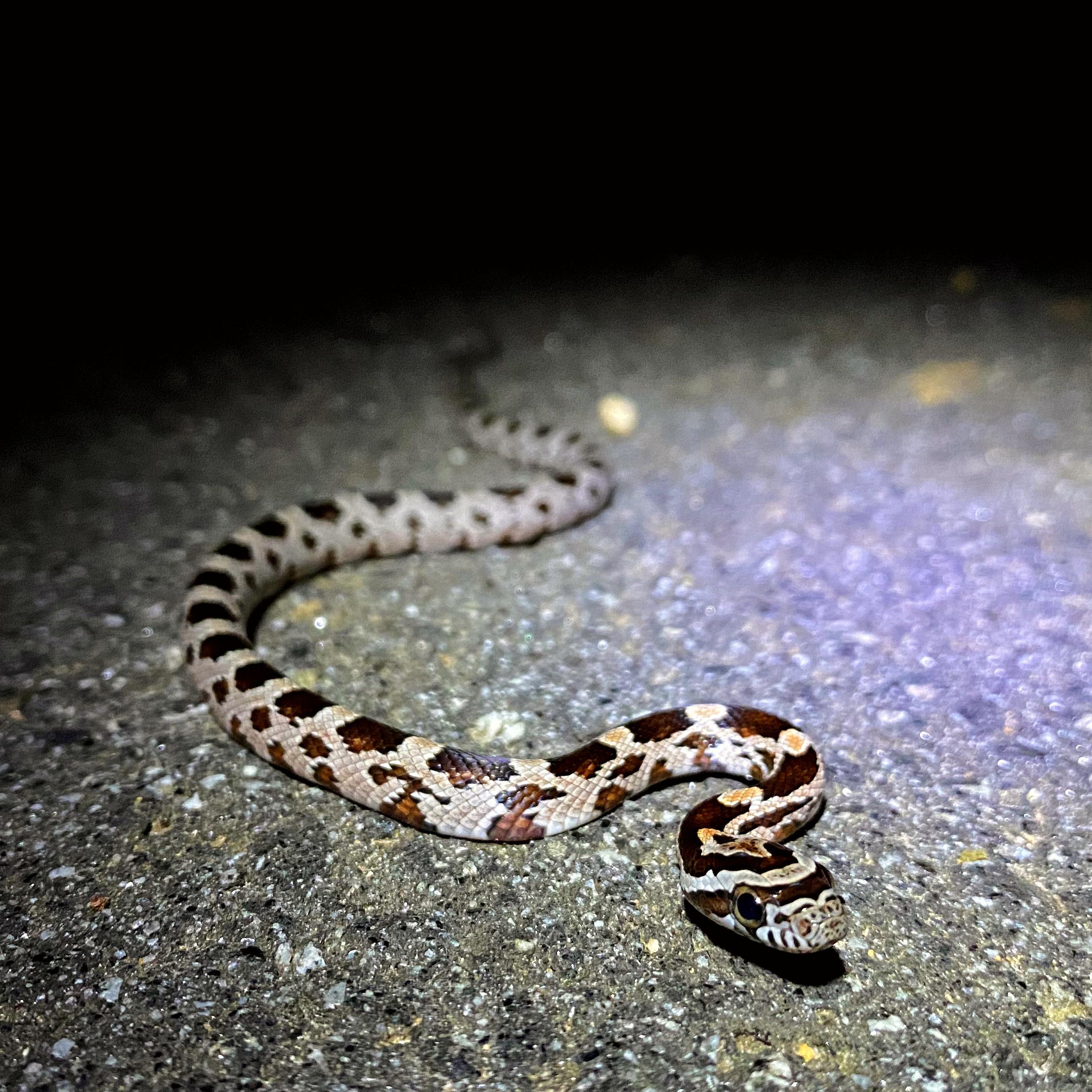 An absolutely beautiful hatchling Corn Snake i cruised at work tonight
