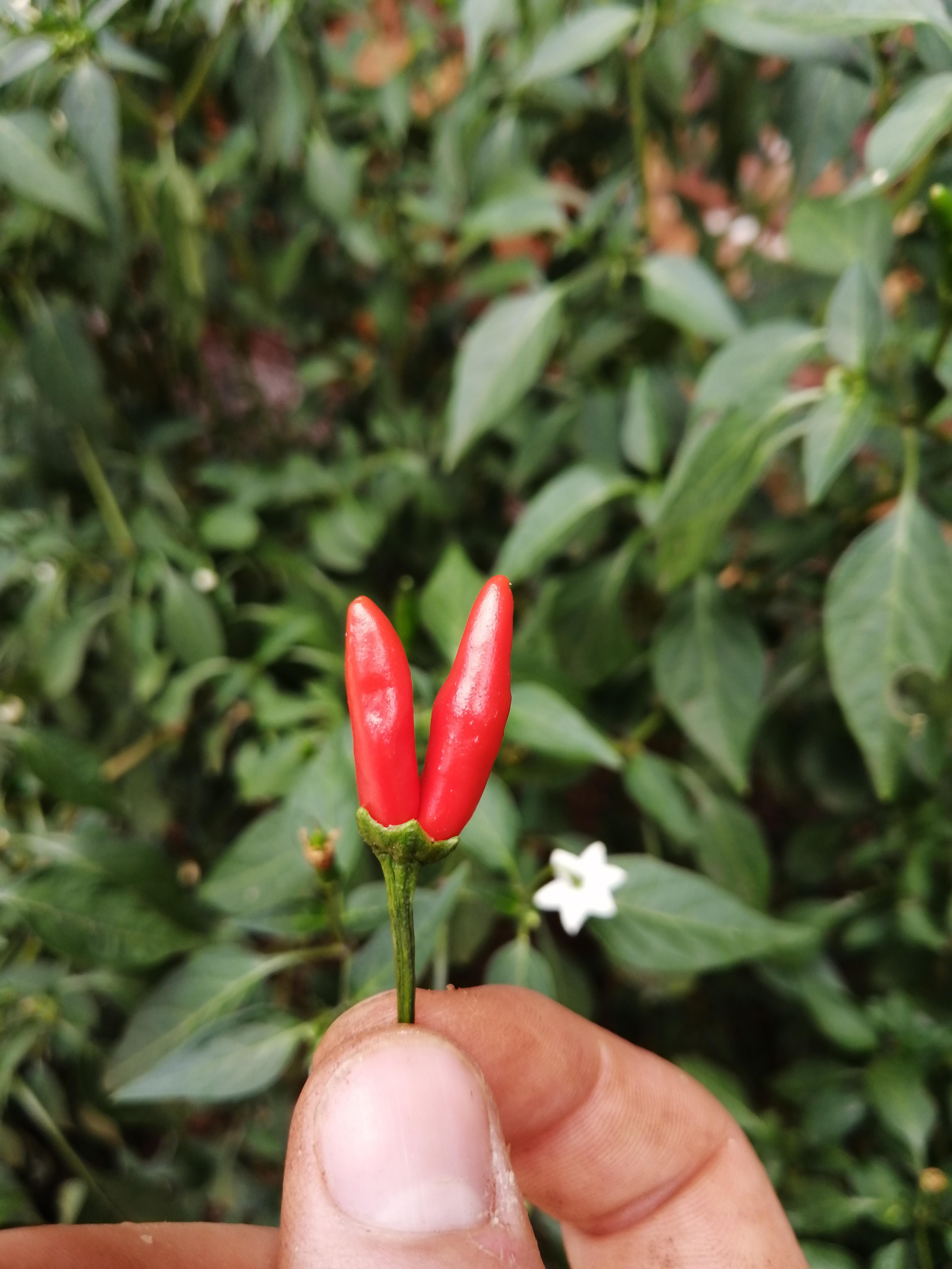 My chilli plant grew two chillies from the same flower. r