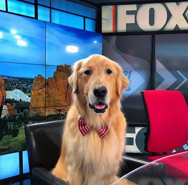 Chester the weather dog r/dogswithjobs