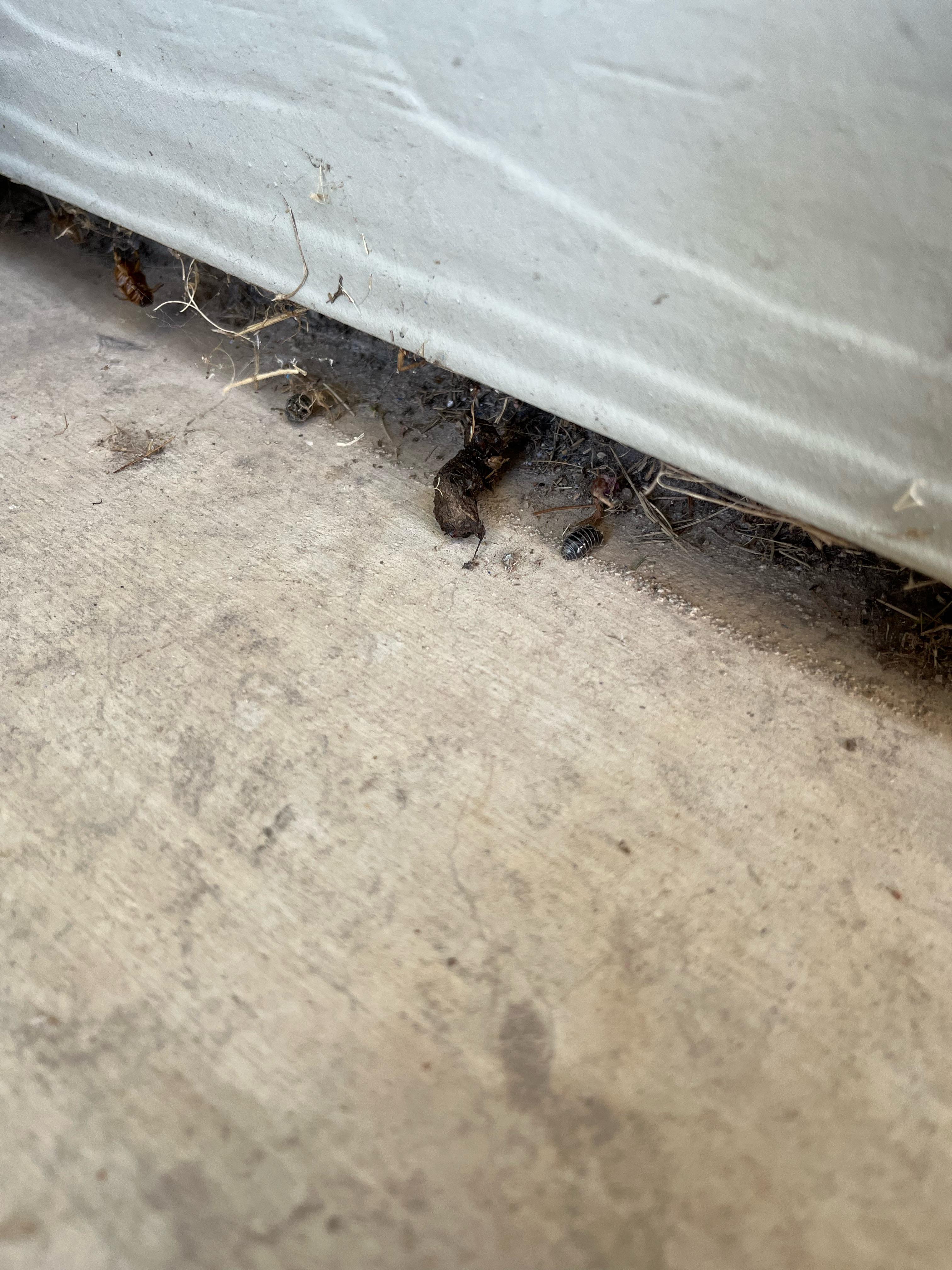 What animal is this poop from? I've seen this same poop a few times now