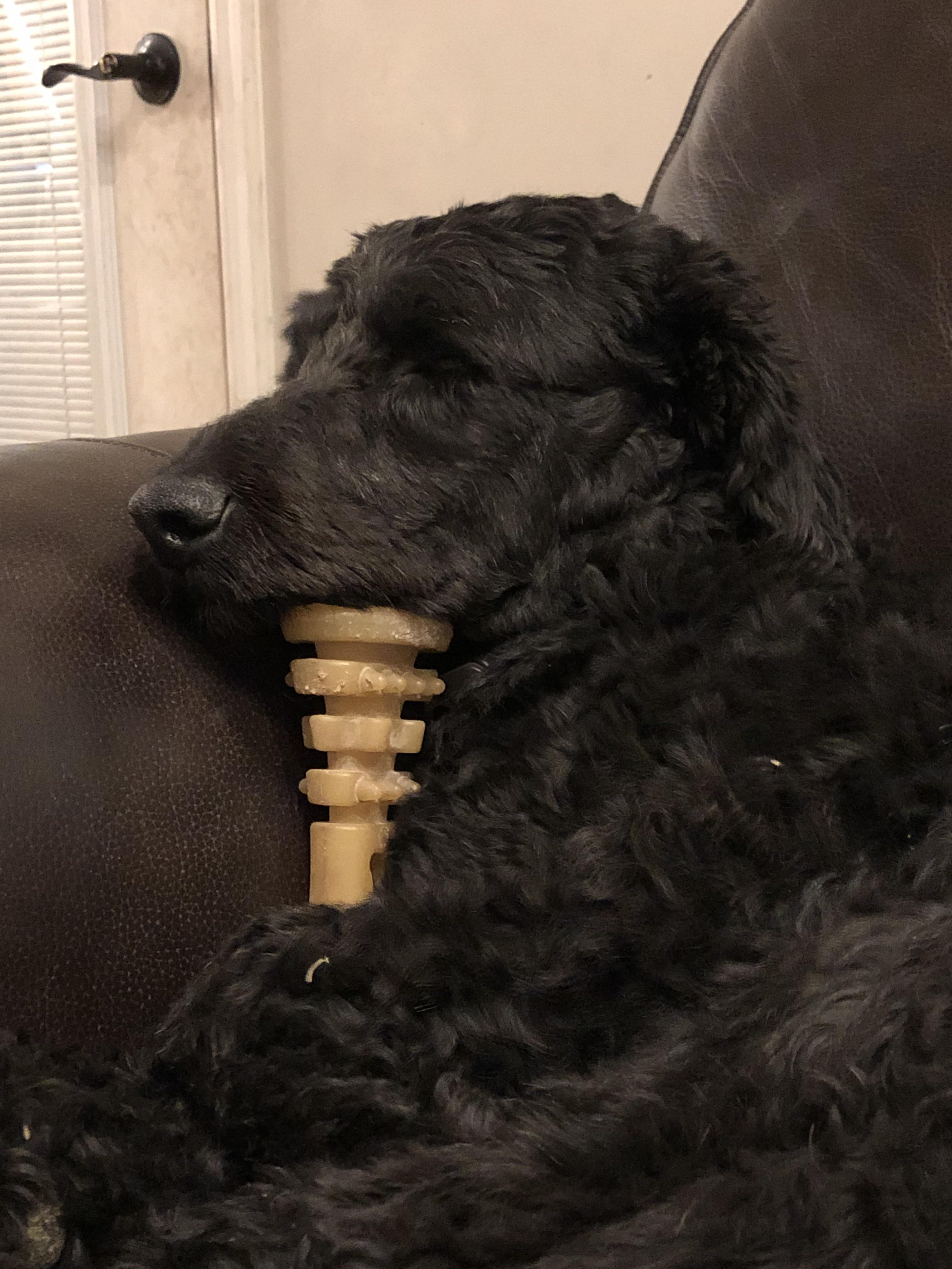 Dog sleeping with toy under his chin r/WhatsWrongWithYourDog