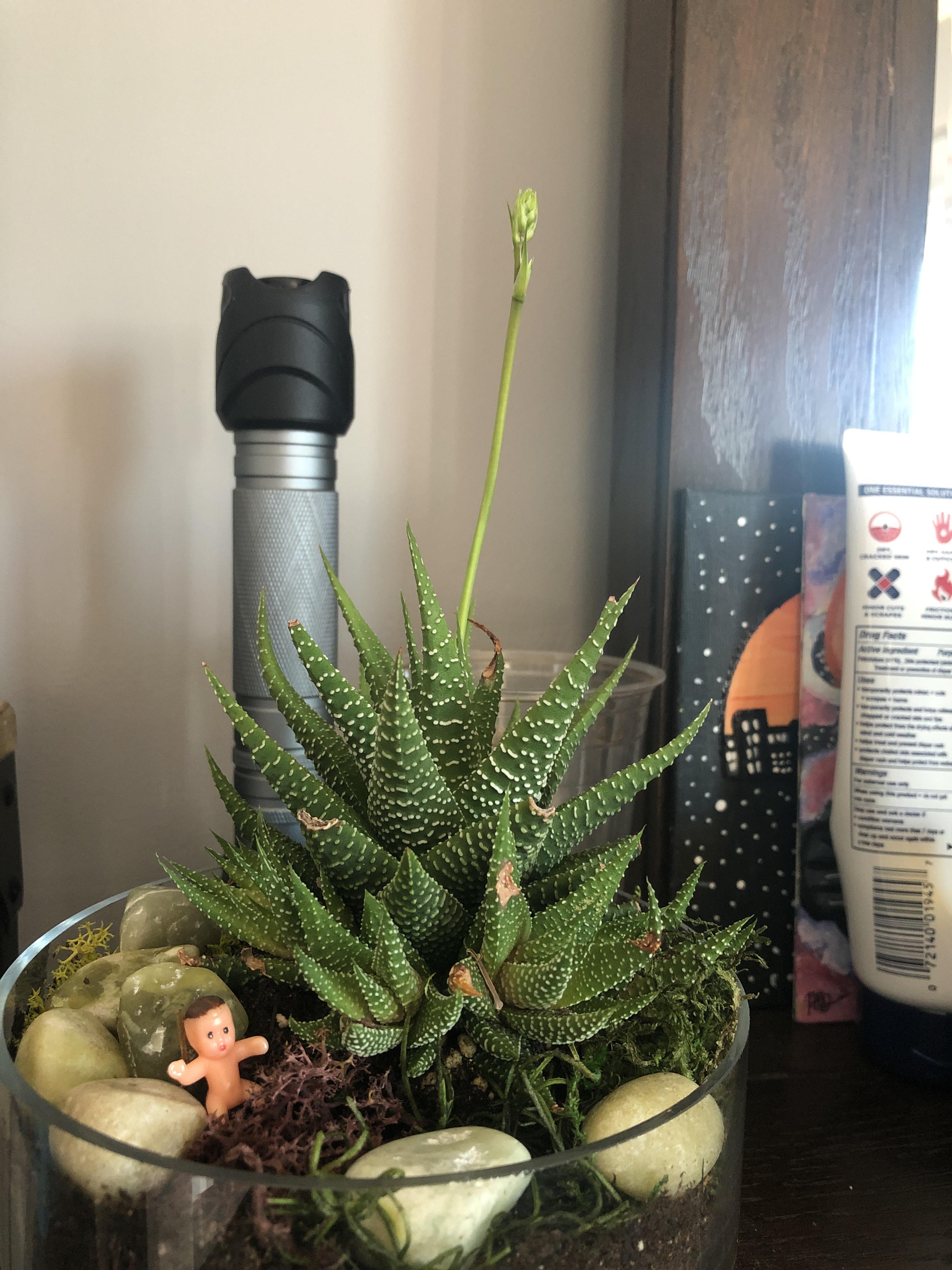 why does my succulent have such a long pod growing out of it? Is this