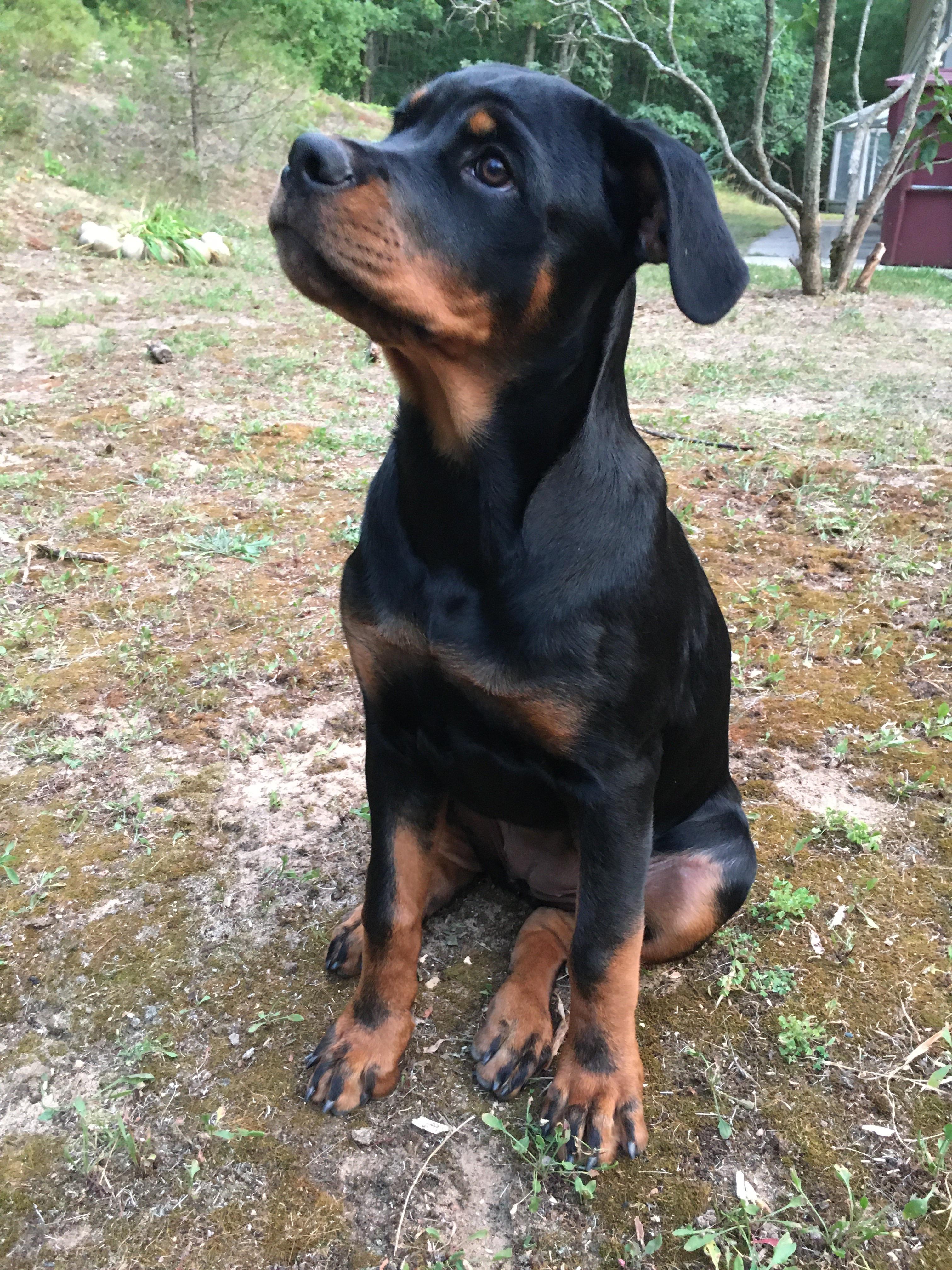 Maya turned 4 months old today. Rottweiler