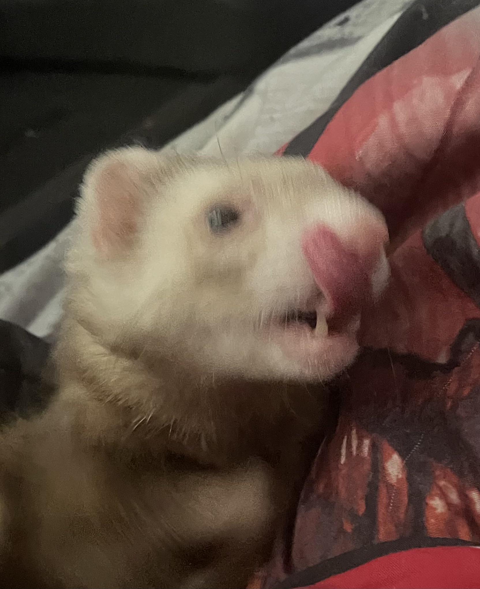 Food r/ferret
