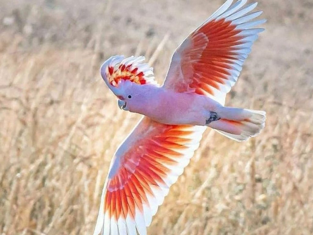 Major Mitchell's cockatoo, native to the semiarid inland areas of Australia, is often described