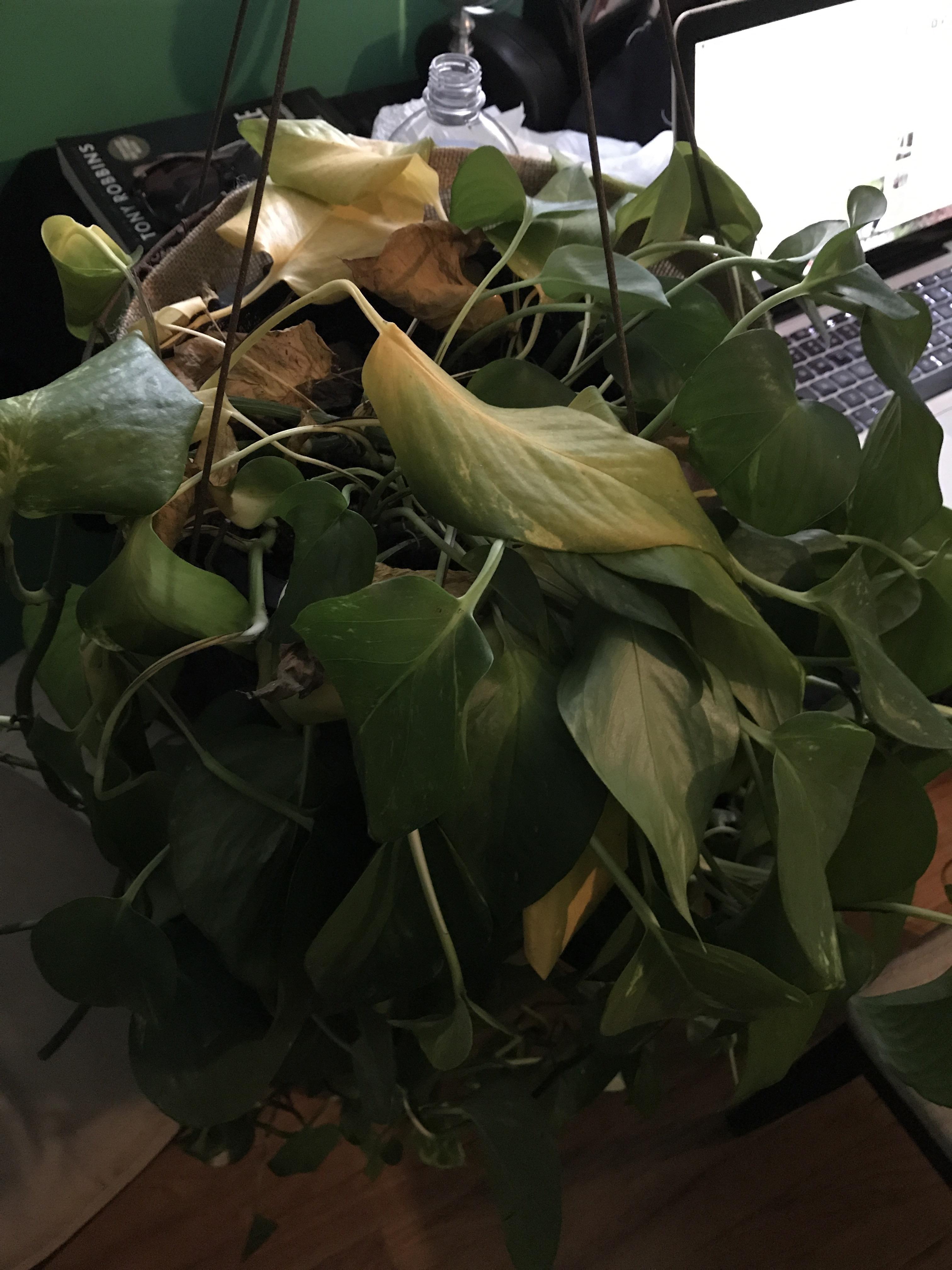 pothos droopy and yellowing. Can it be saved? r/houseplants