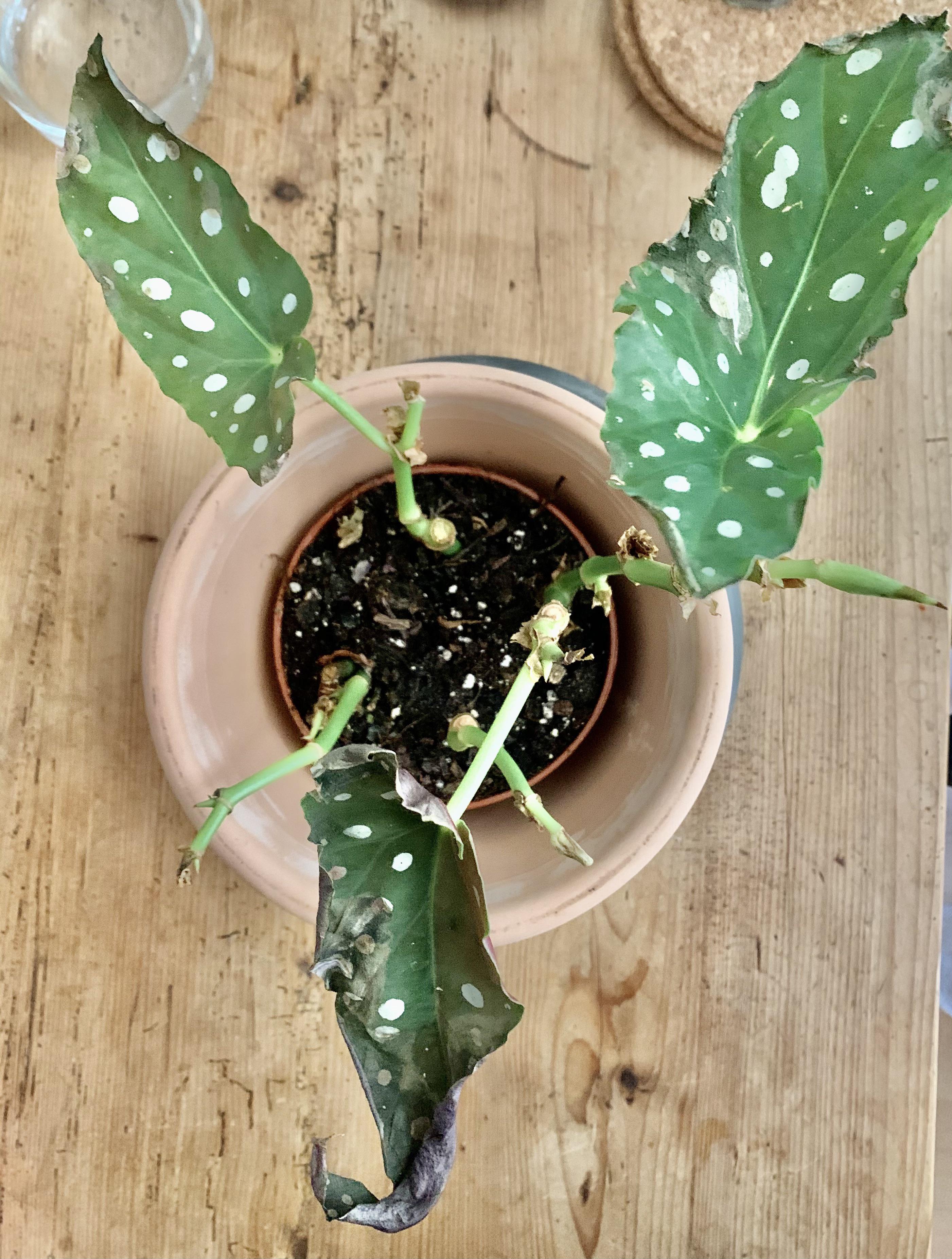 Begonia maculata leaves are dying off. What's wrong? Humidity 50