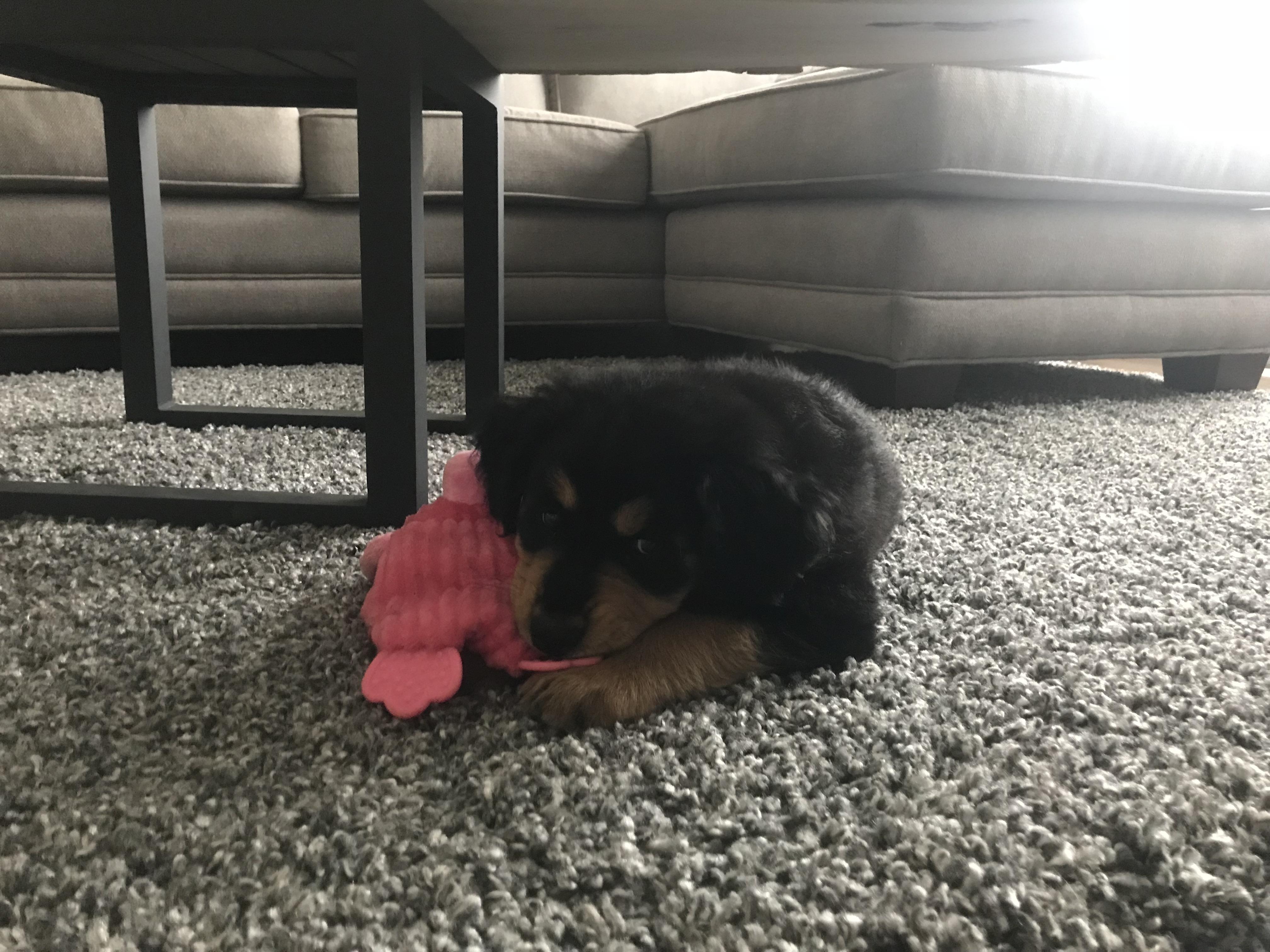 Me and my fiancé are looking for on dog training places