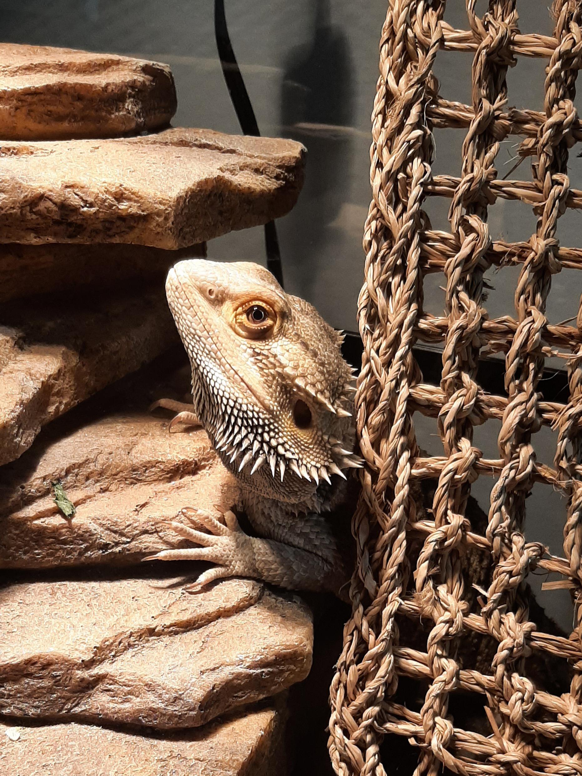 Blanket r/BeardedDragons