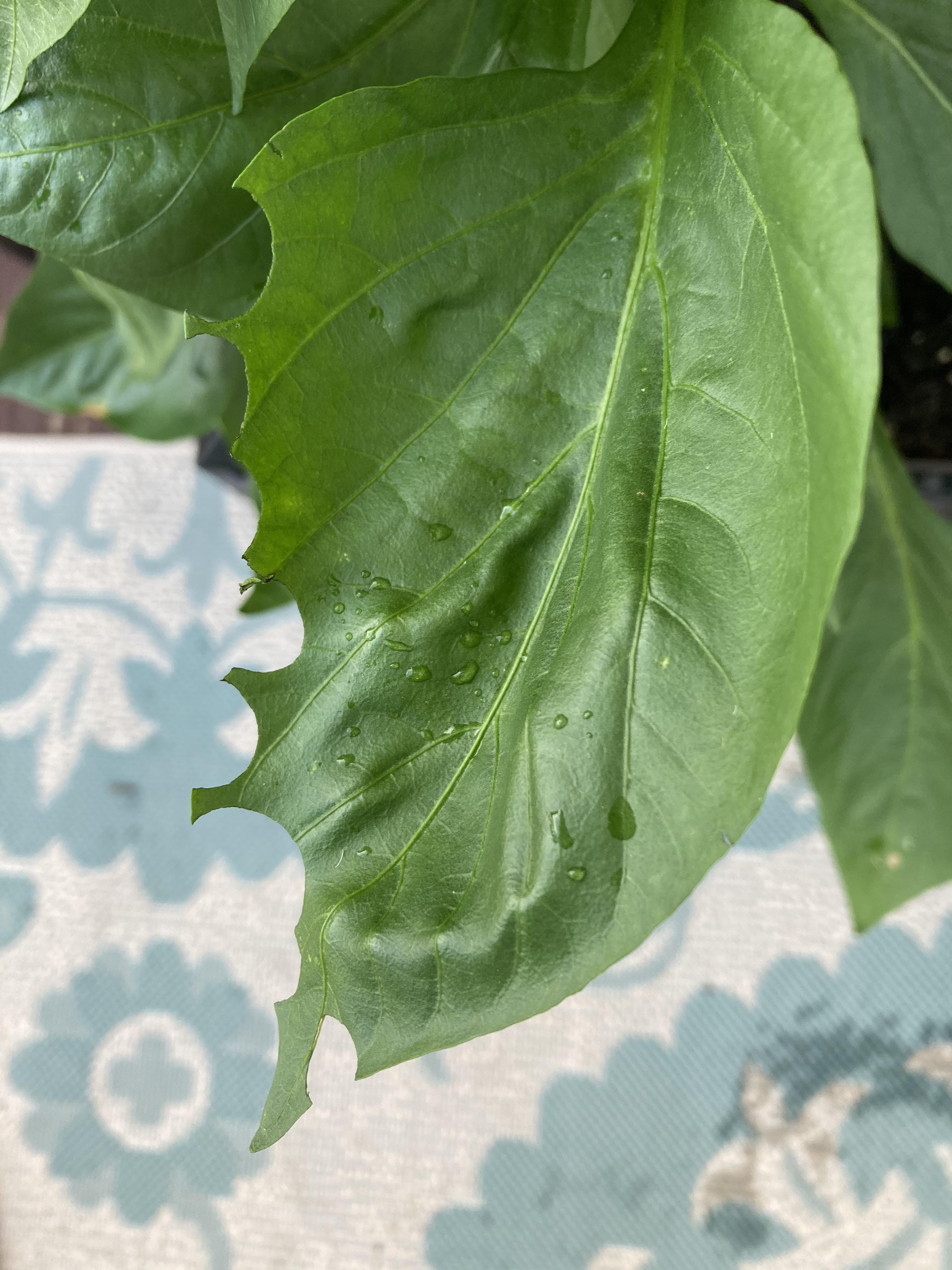 What’s eating my pepper plant? It’s in a pot on my balcony. r