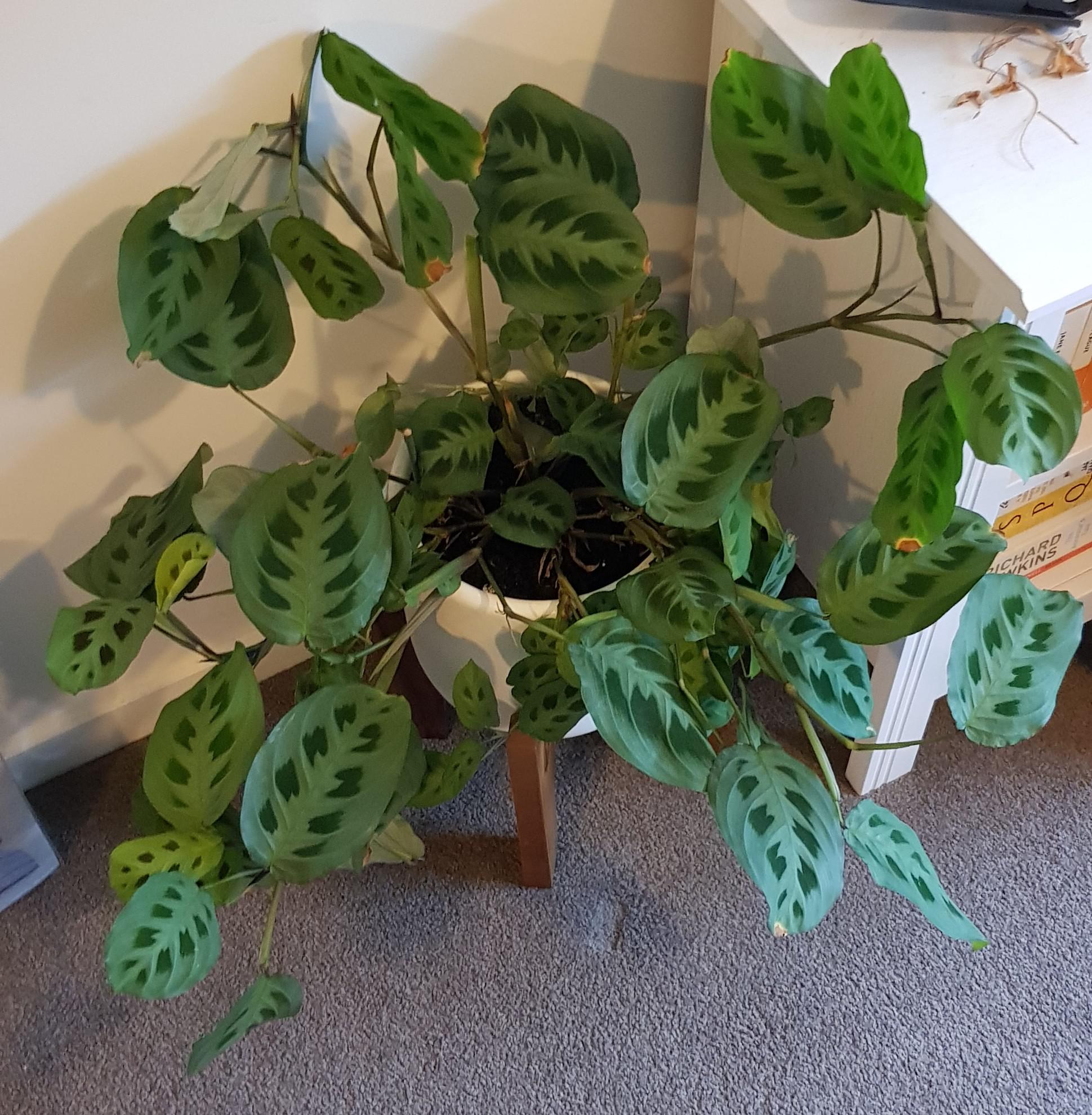 Help for a leggy prayer plant?