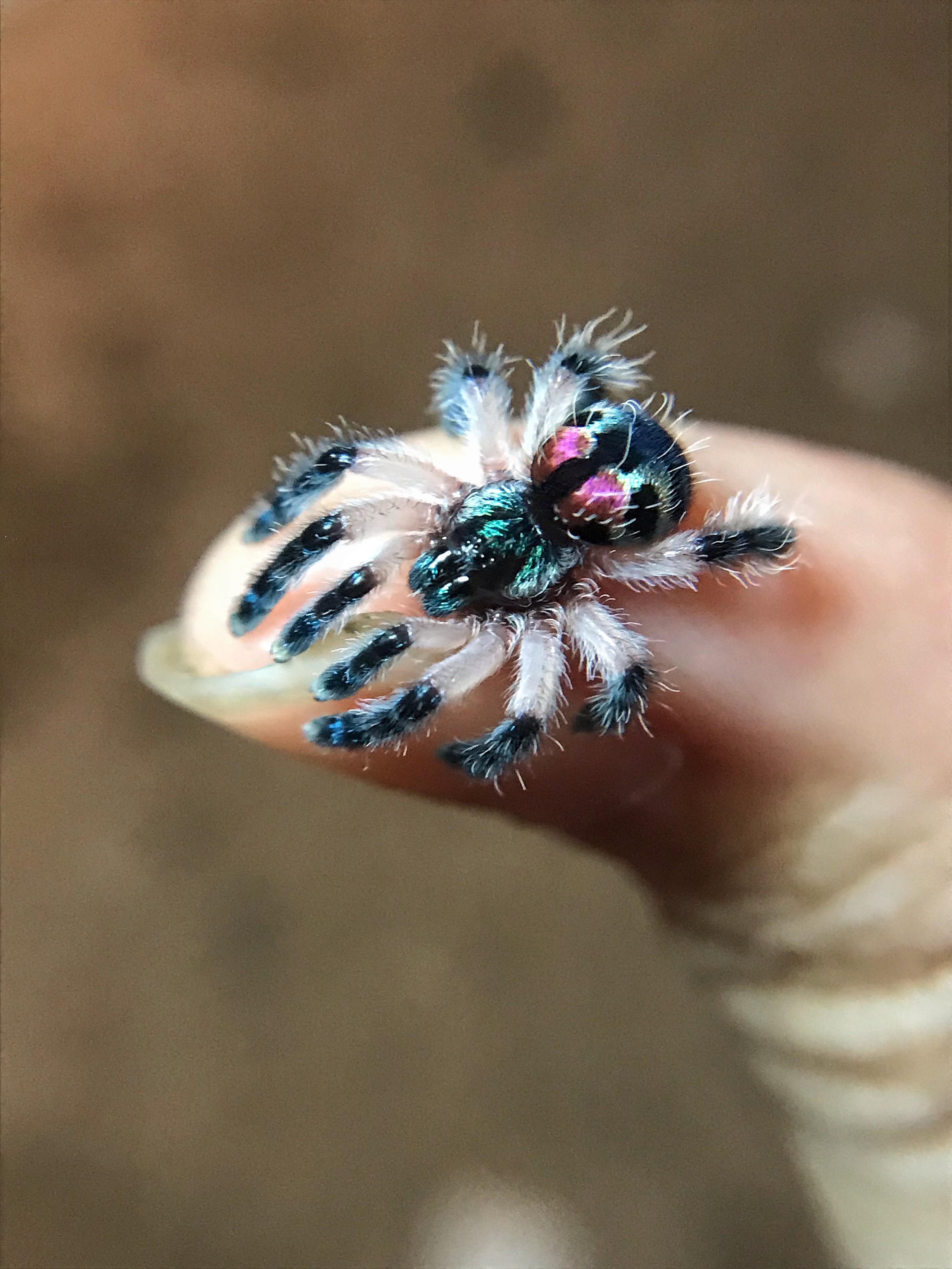 Typhochlaena seladonia sling 😍 r/spiders