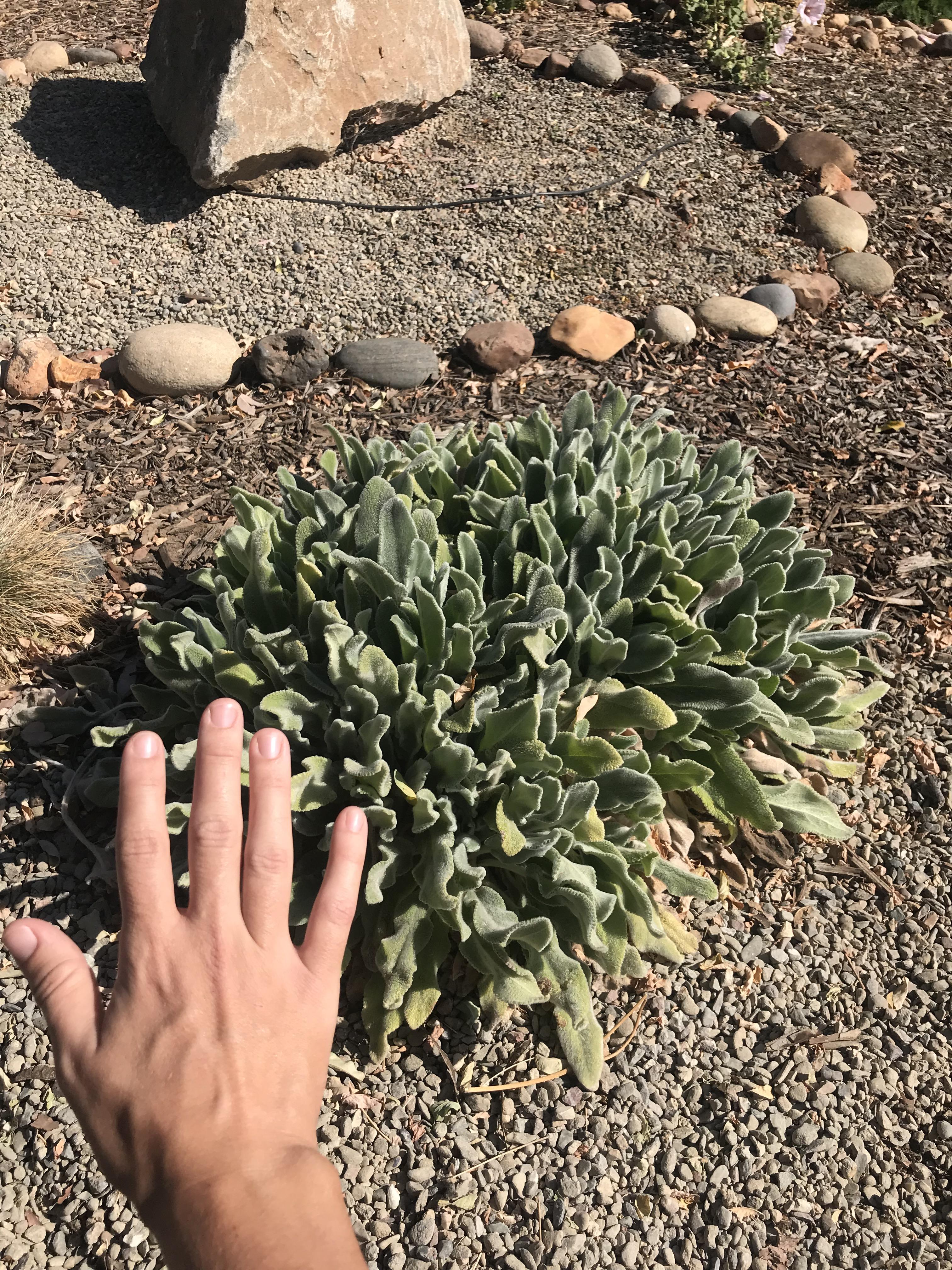 Absolute unit at our local garden. Lambs ear I believe r/succulents