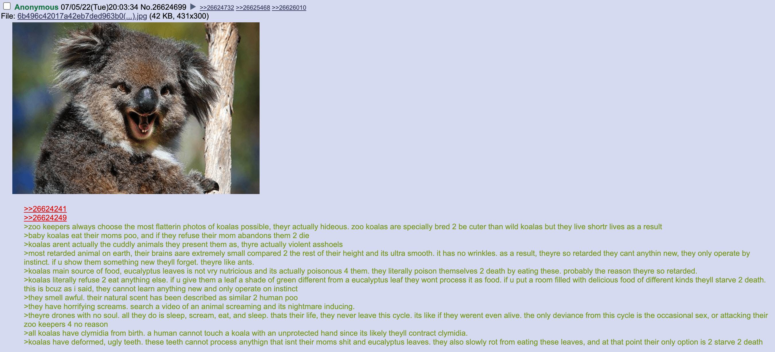 Koala Bear Eating Meat