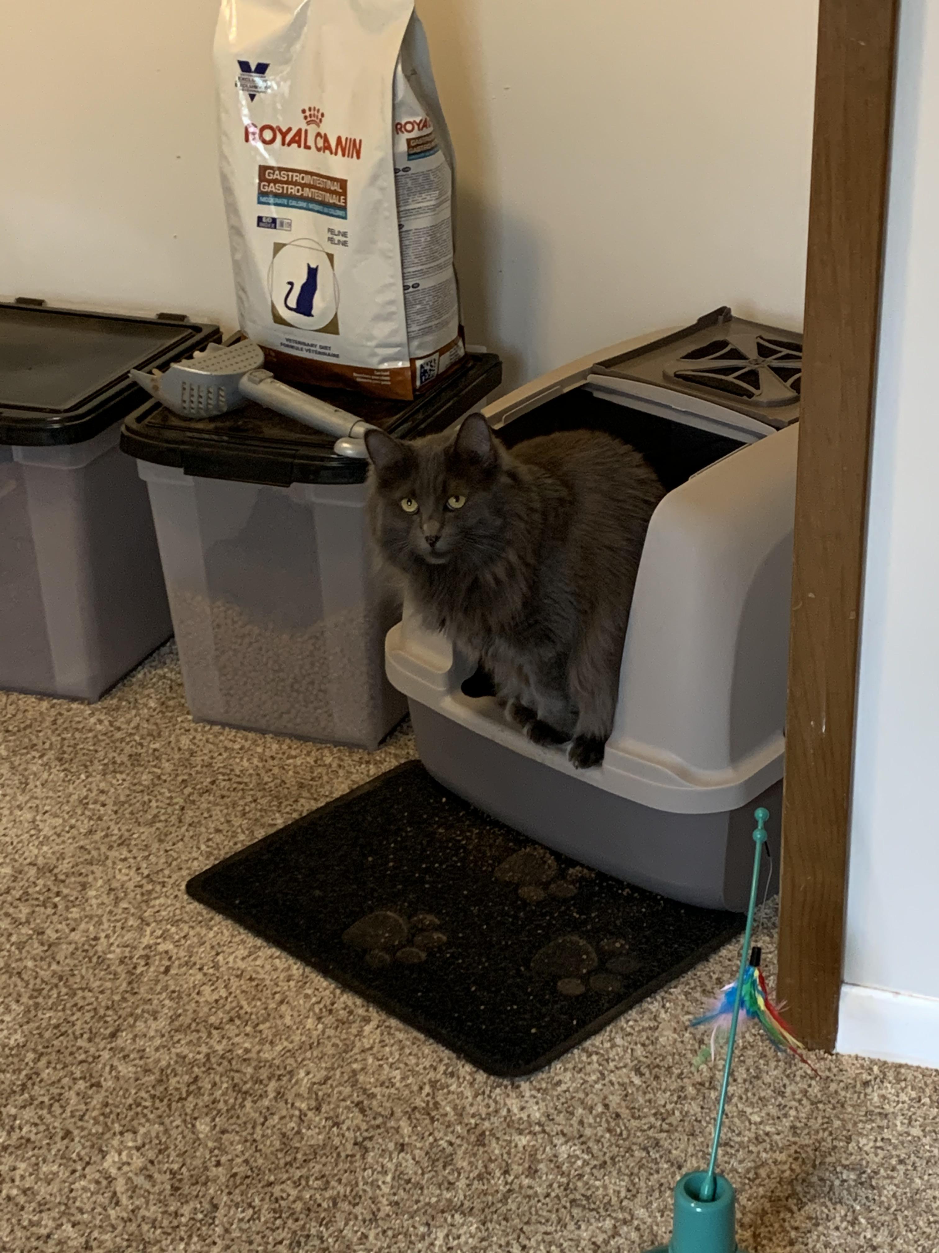 She balances on the edge of the box to poop. Doesn’t like litter in her