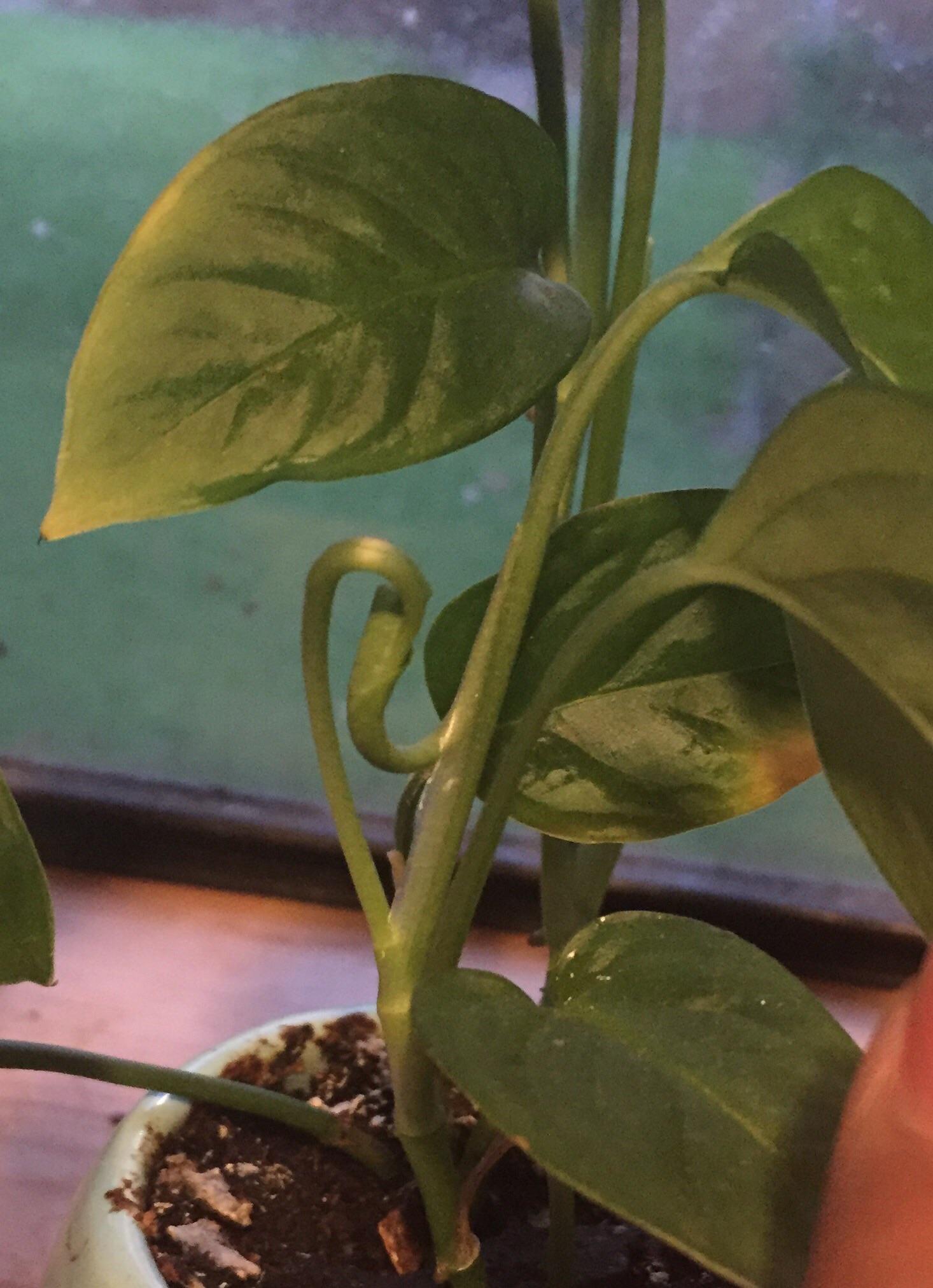 The way this new leaf is sprouting on my Swiss cheese ivy is sssuperrr
