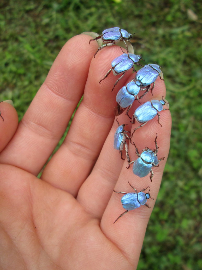 Blue scarab beetles, found in the Alpine regions of southwestern Europe