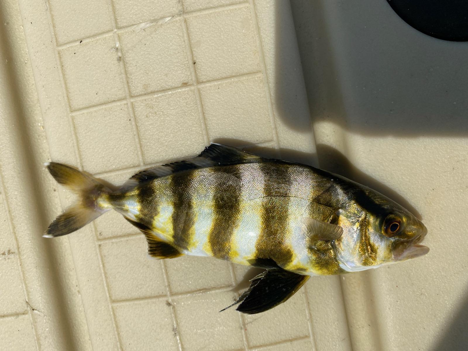 Found while fishing on Long Island, NY. r/whatisthisfish