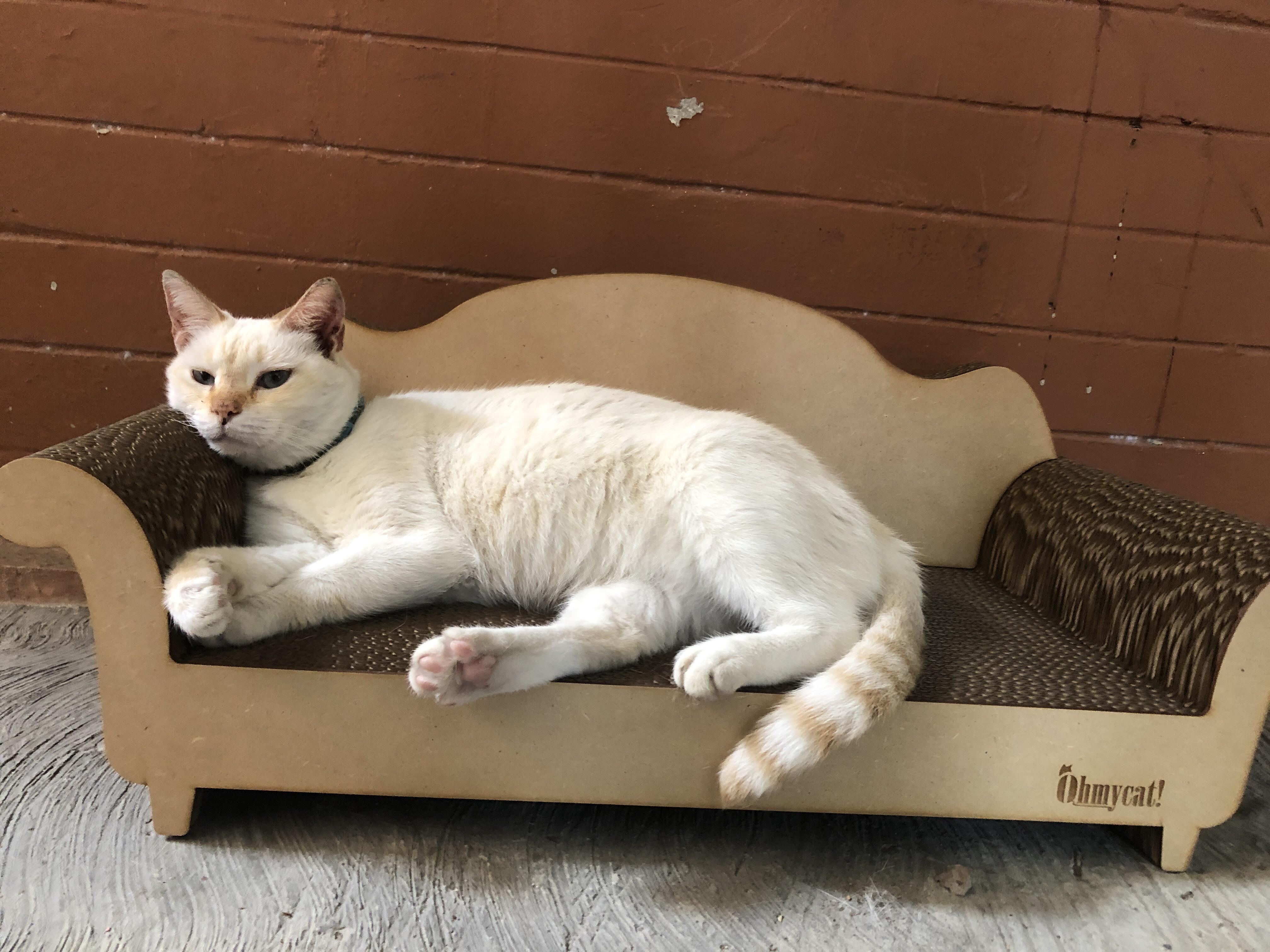 She’s a couch quality assurance tester r/aww