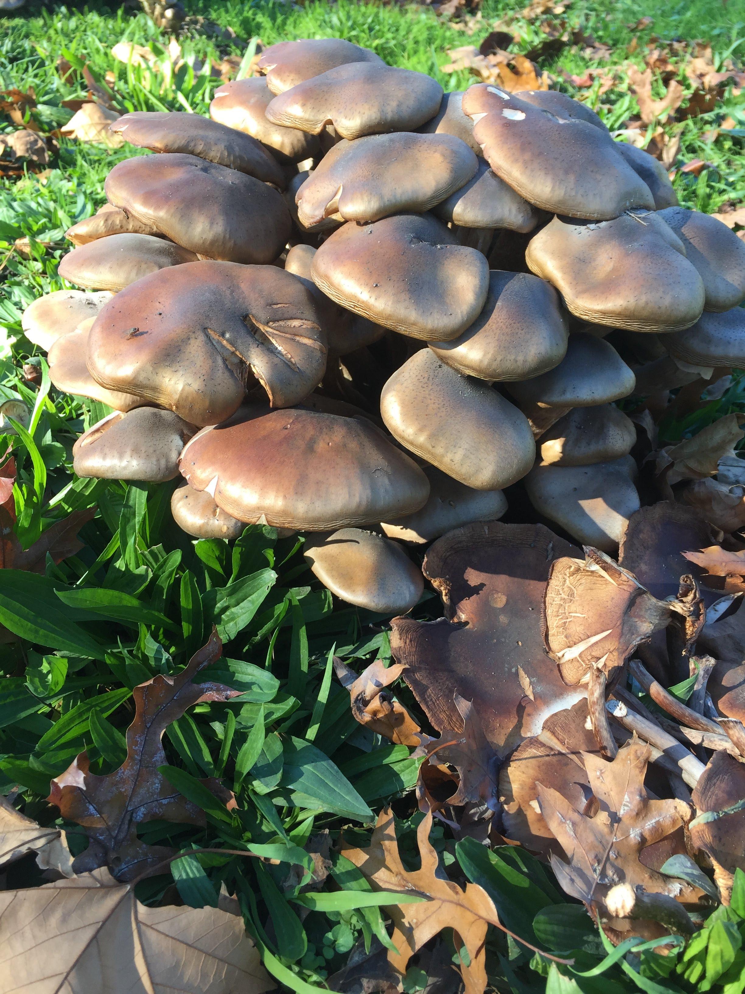 can you identify these mushrooms growing in oakland? r/mycology