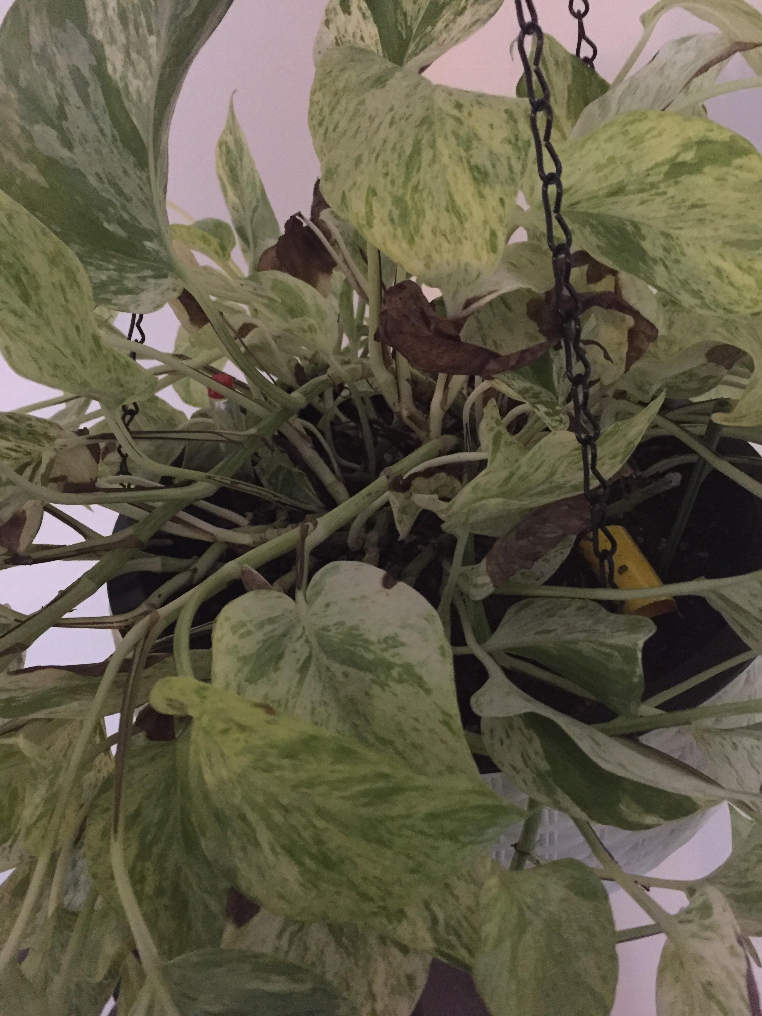 How to prune a marble pothos.