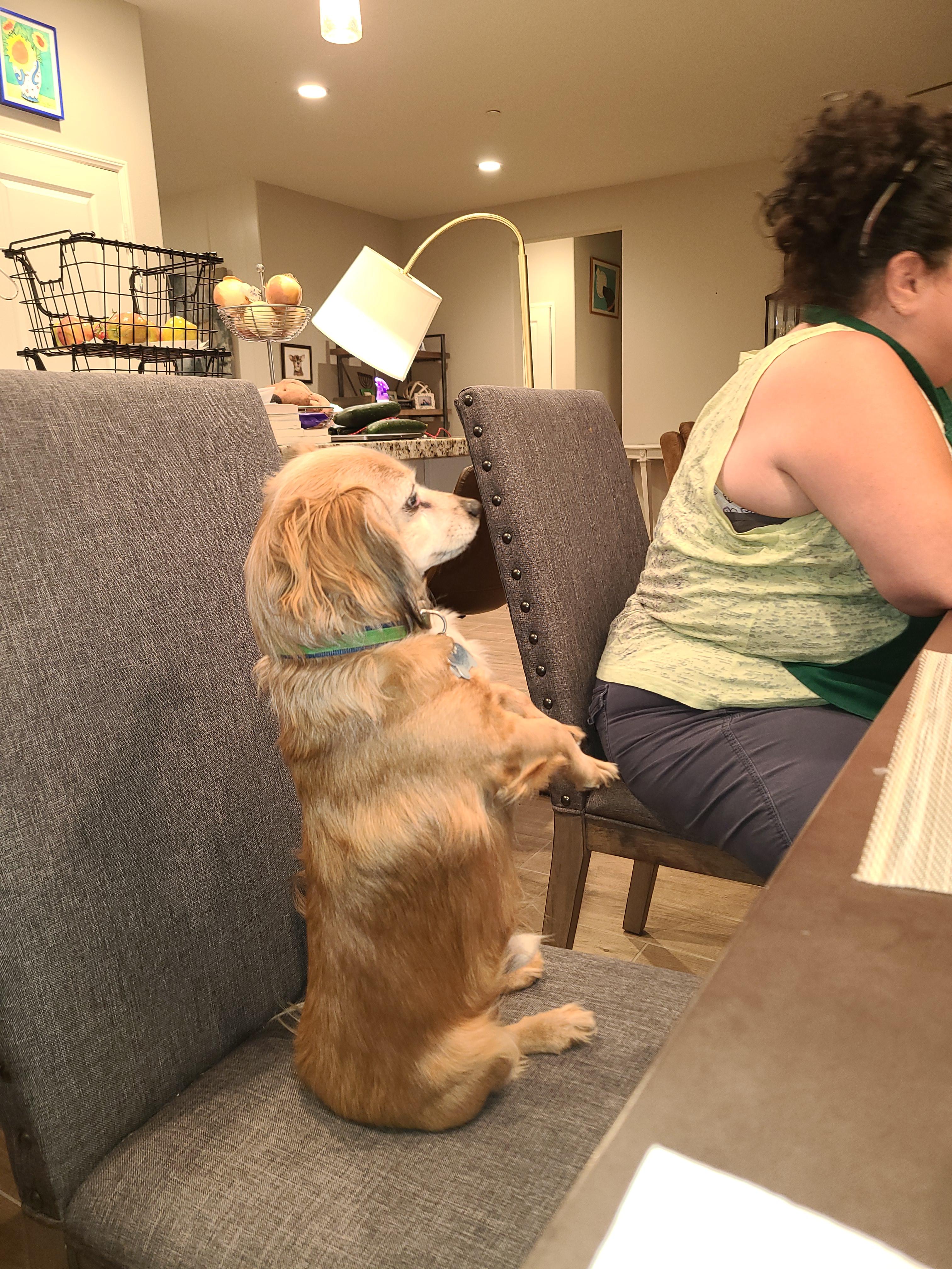 My Dog sitting at the table r/196