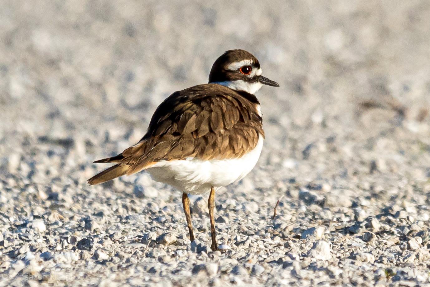 Killdeer for a few days ago in south Florida. r/AnimalPorn