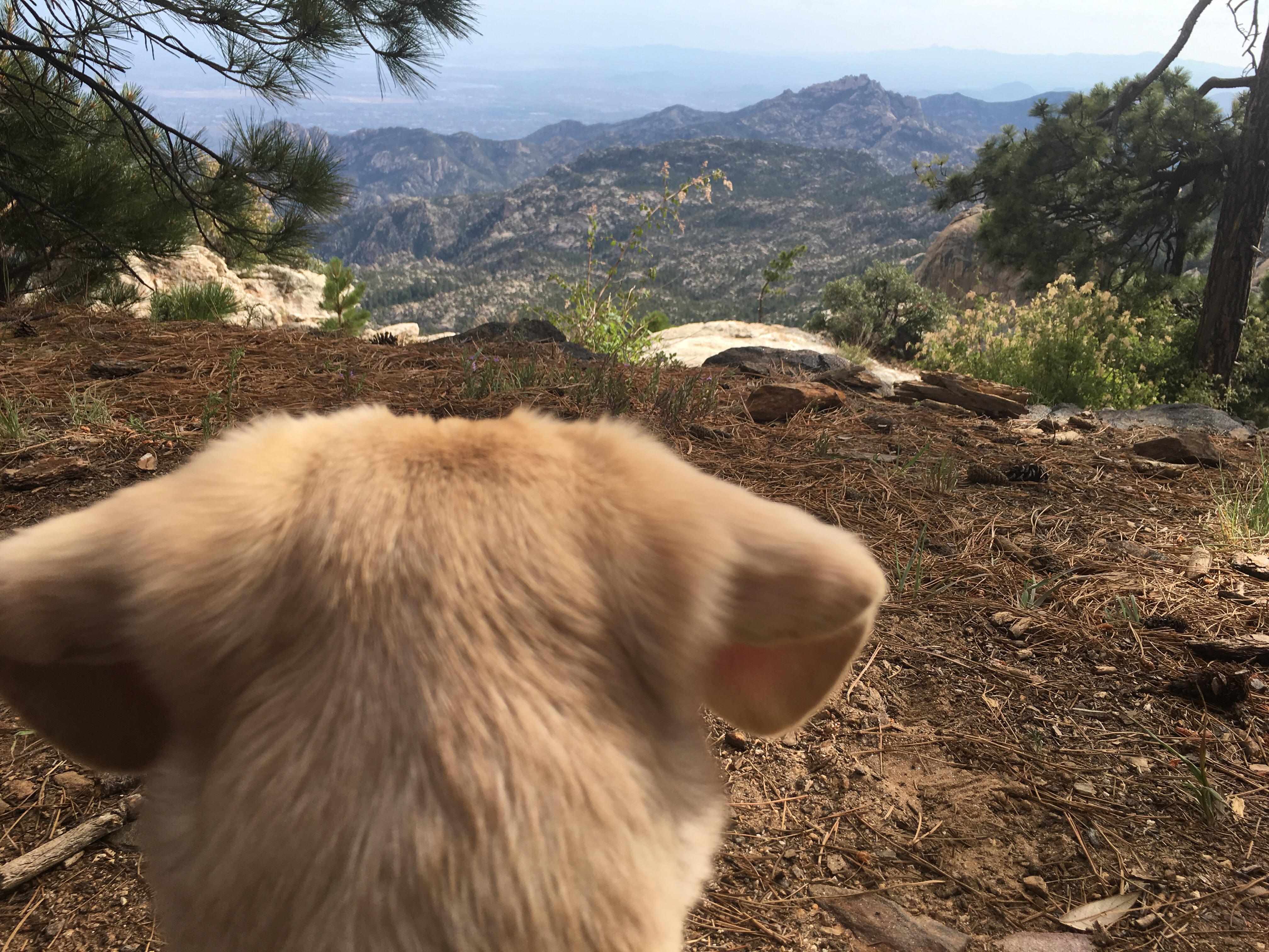 Puppy’s first hike Mt. Lemmon, Tucson, AZ hiking