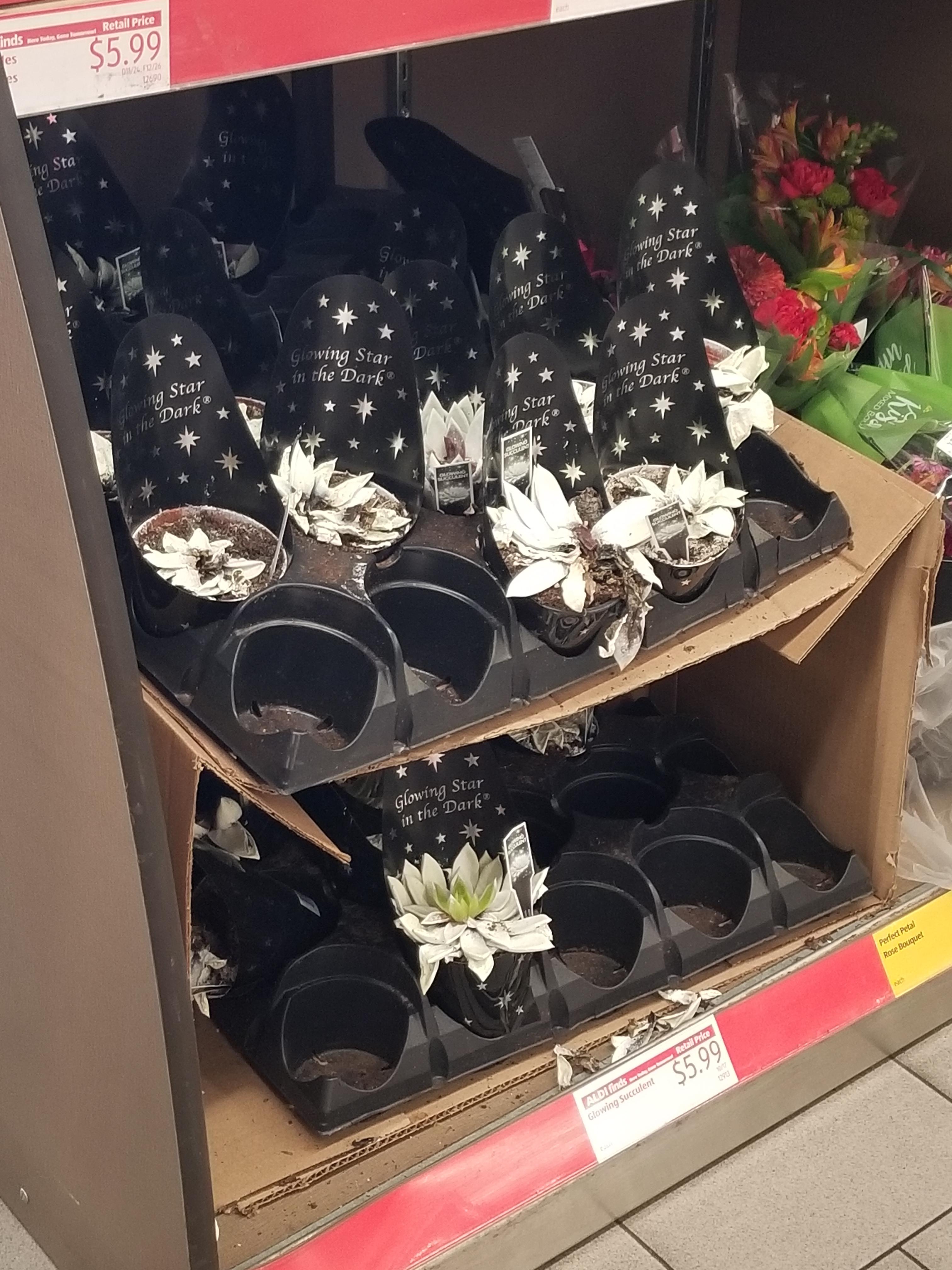 "Glow in the dark" plants at Aldi r/houseplants