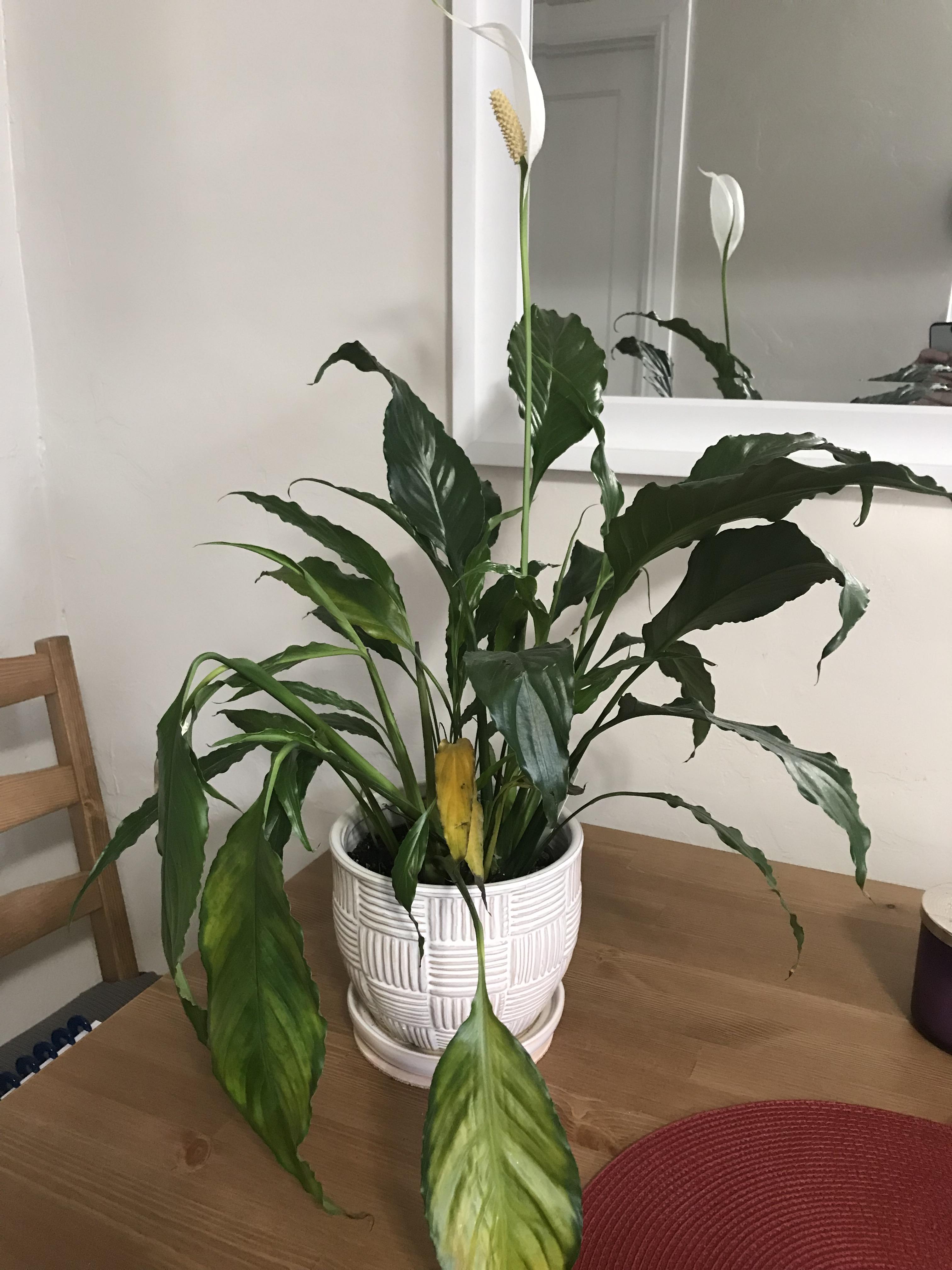 Save my dying peace lily! r/plantclinic