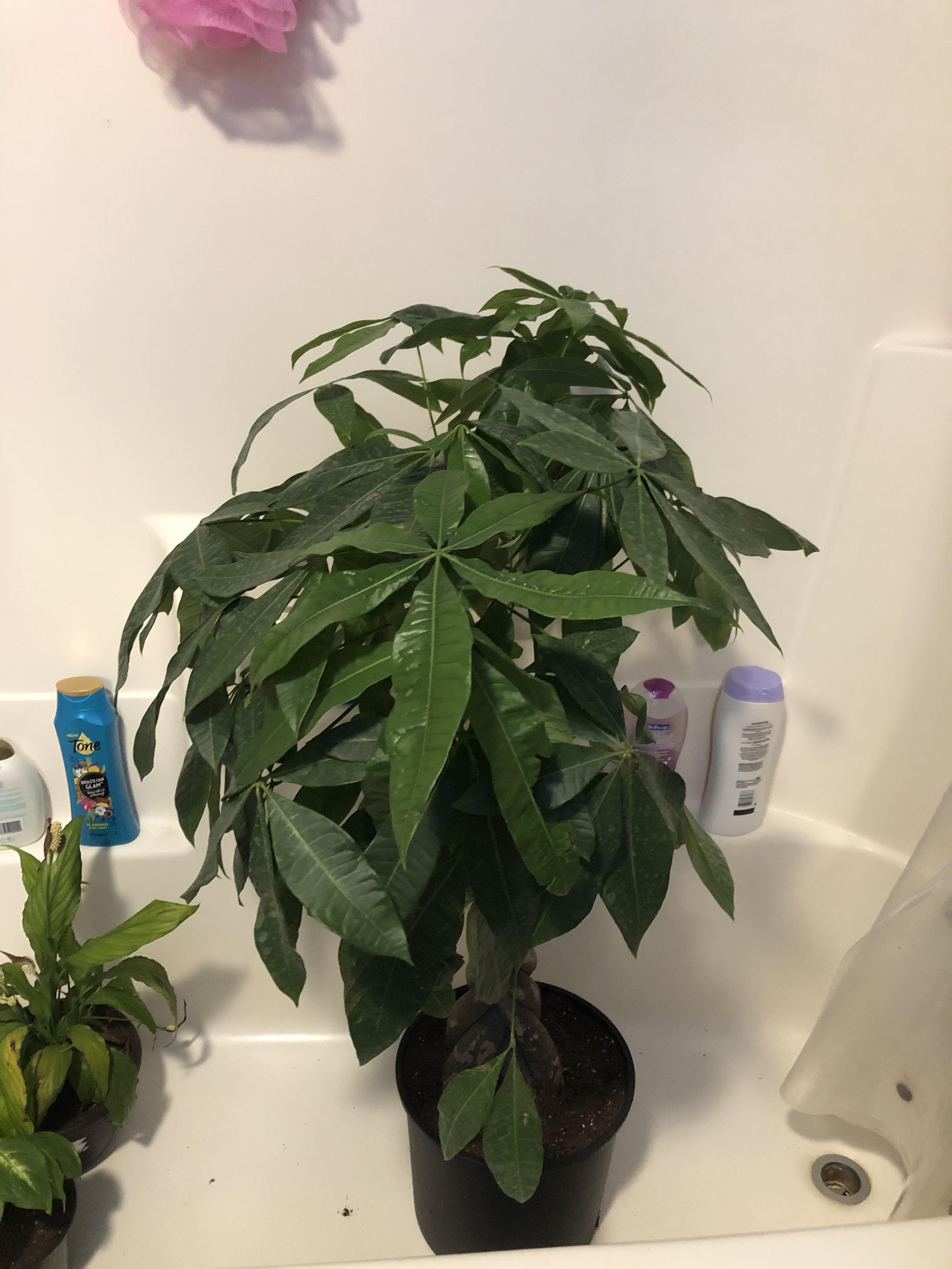 I got a Money Tree for 12! Marv the Money Tree! One of many dream