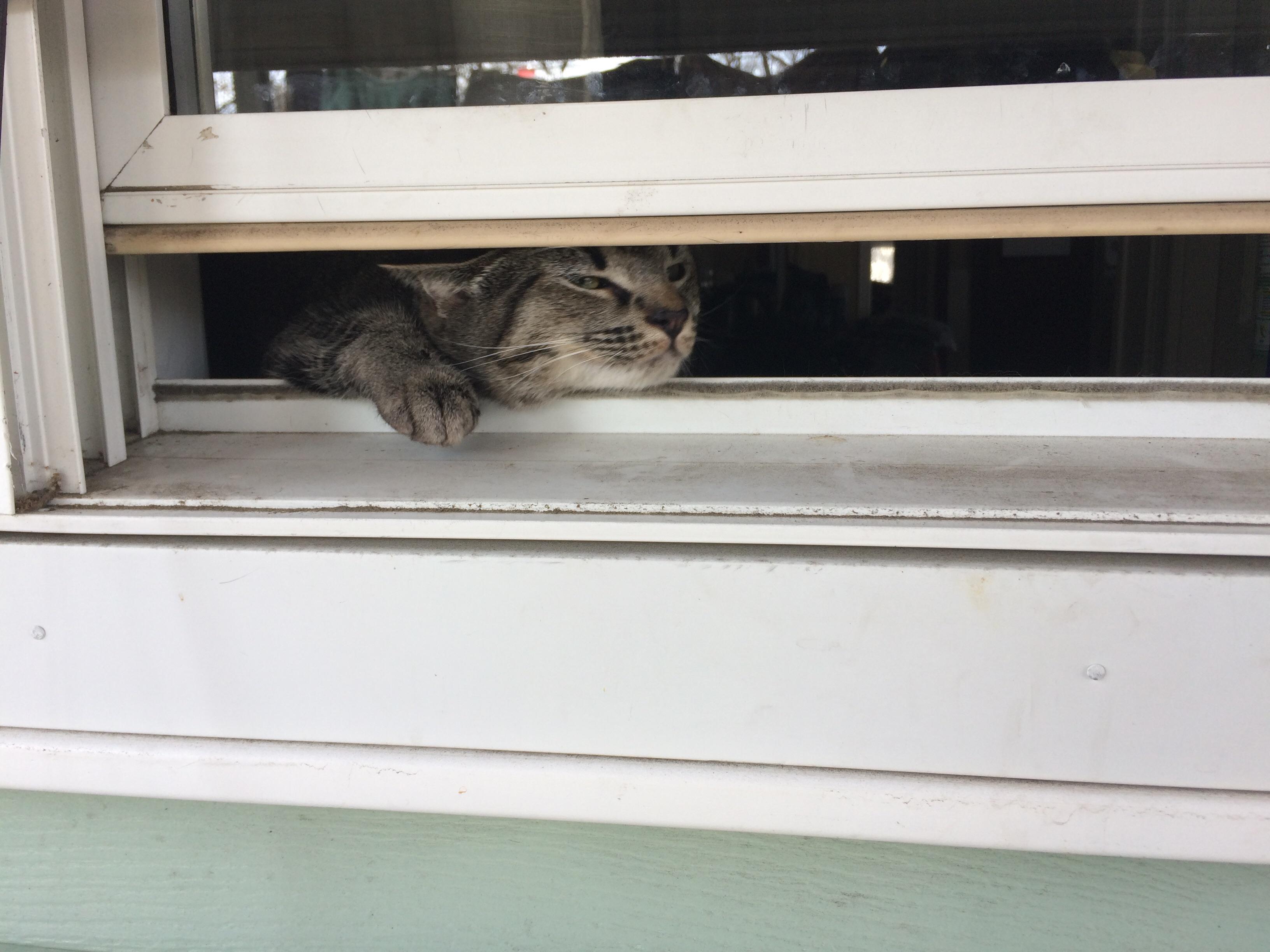 The Escape Artist Fine Cats & Kittens