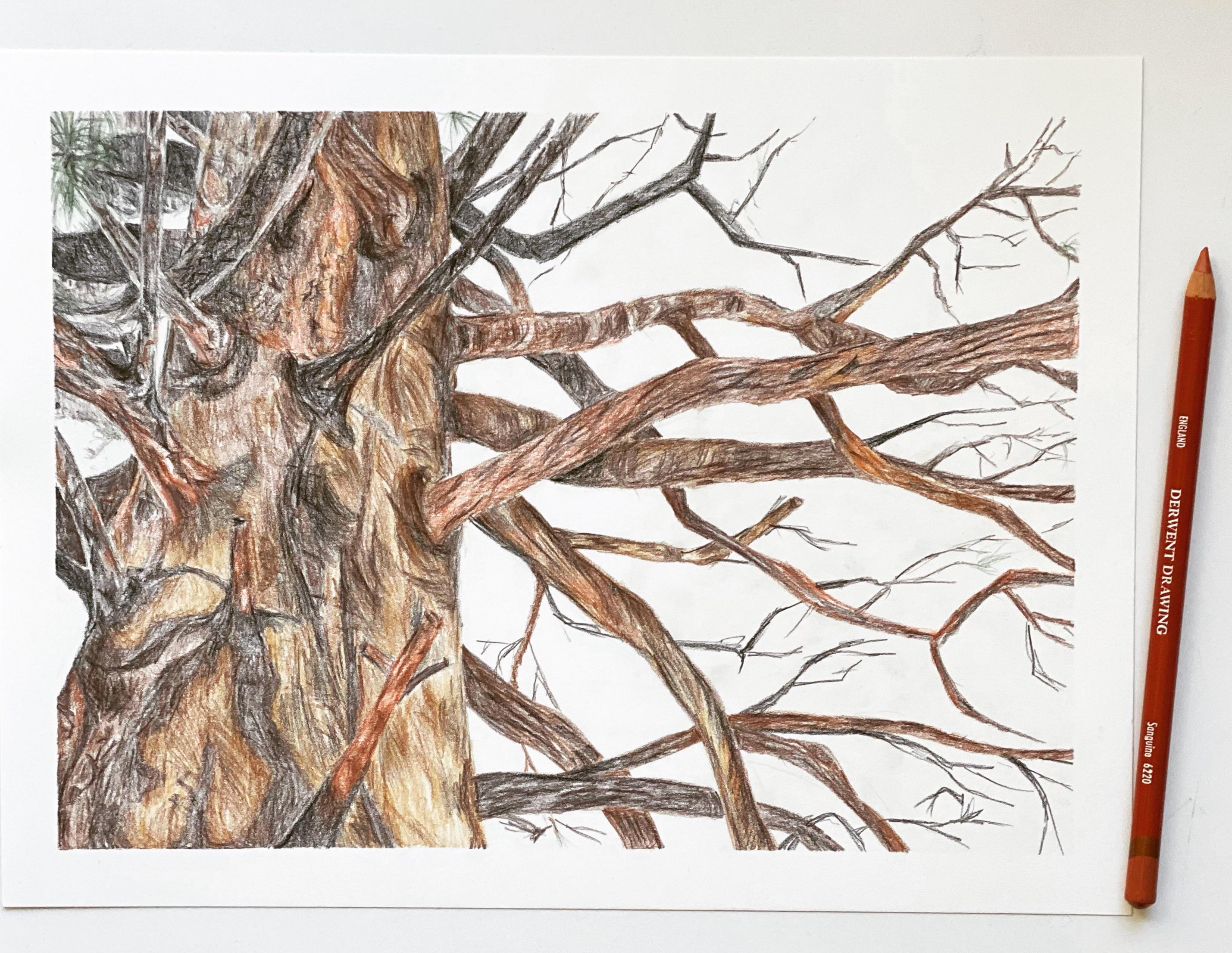 Branch and Tree study in colored pencils r/ColoredPencils