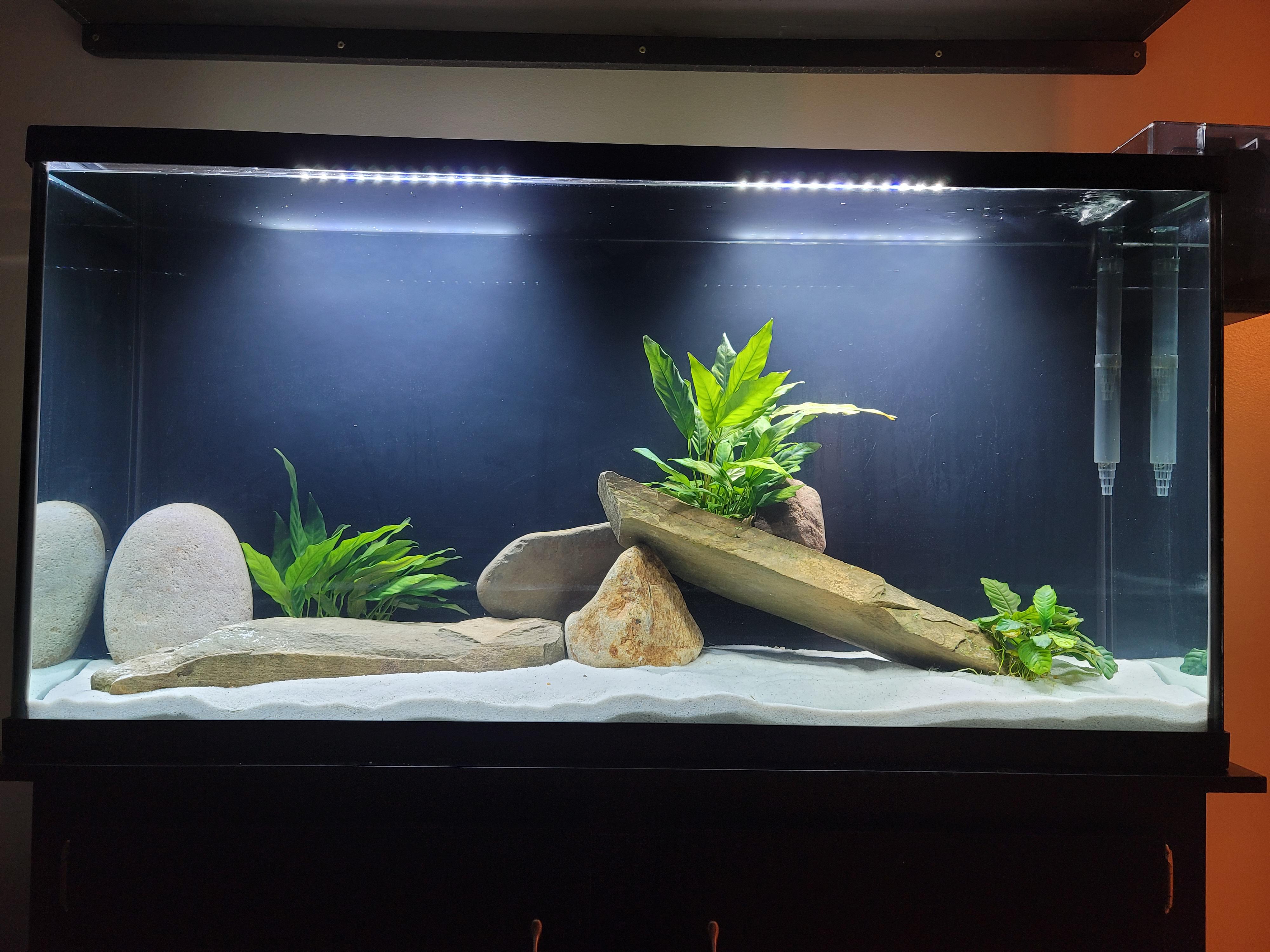 Tiger Barb Fish Aquarium