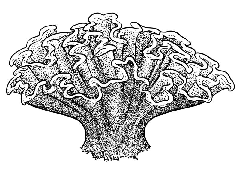 Can't find this coral type that is from a drawing r/HelpMeFind