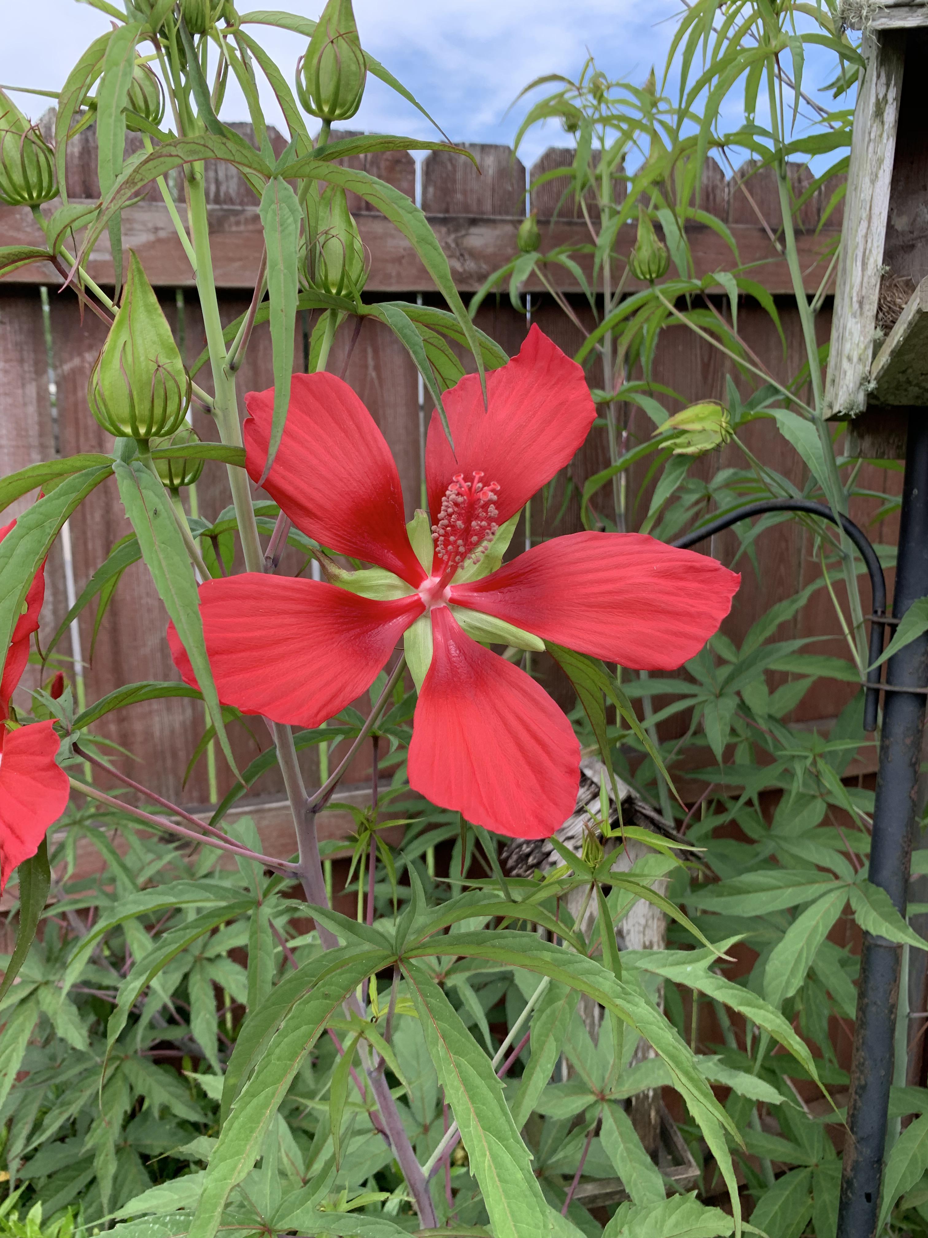 Texas star hibiscus is blooming! r/gardening