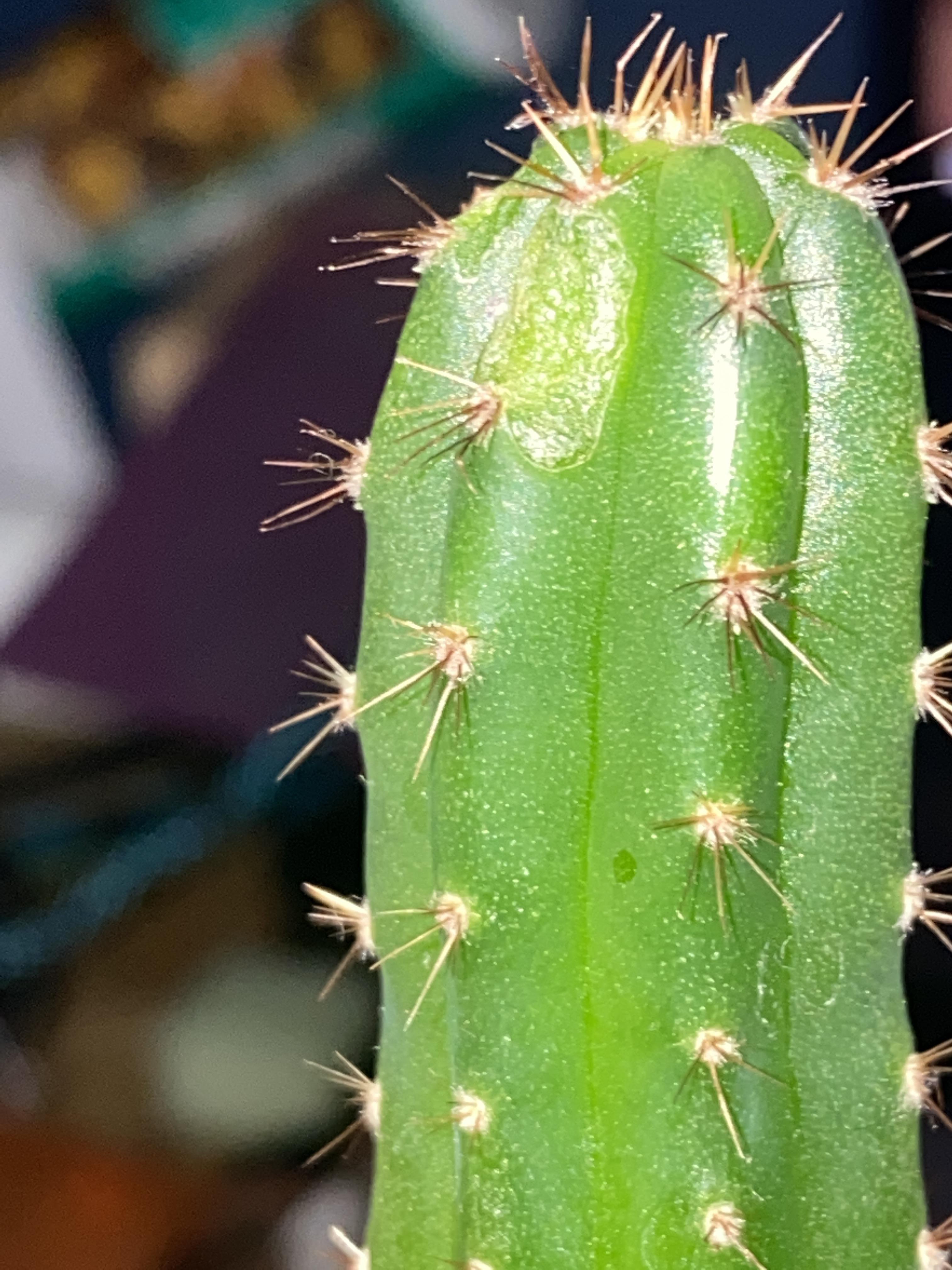 What is eating my cactus!? r/cactus