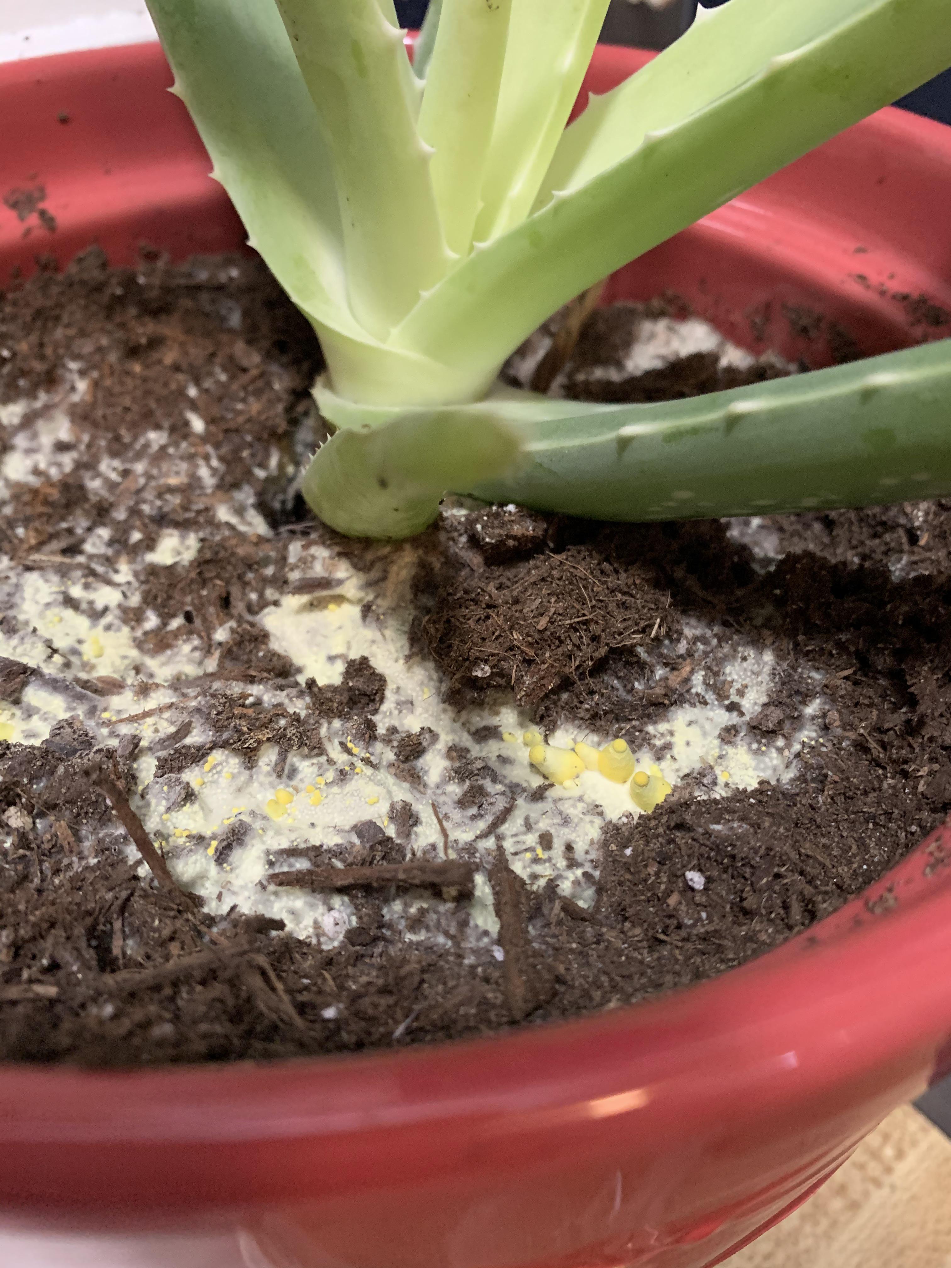 aloe vera mystery.... can anyone solve it? i have no idea what this