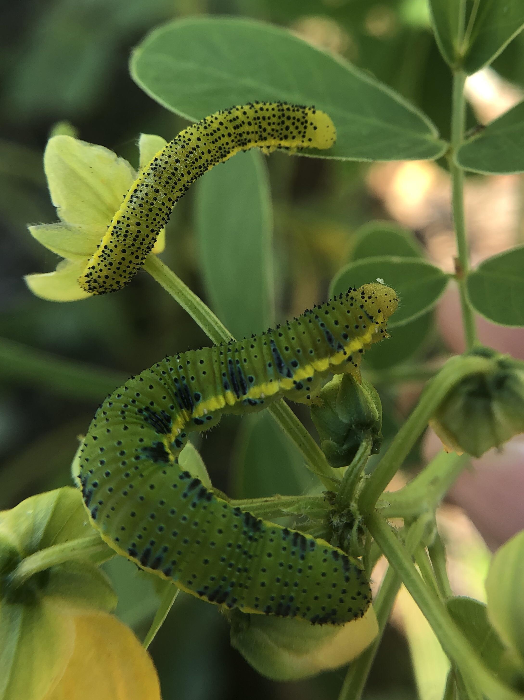 I watched the mom of these caterpillars laying her eggs about a month