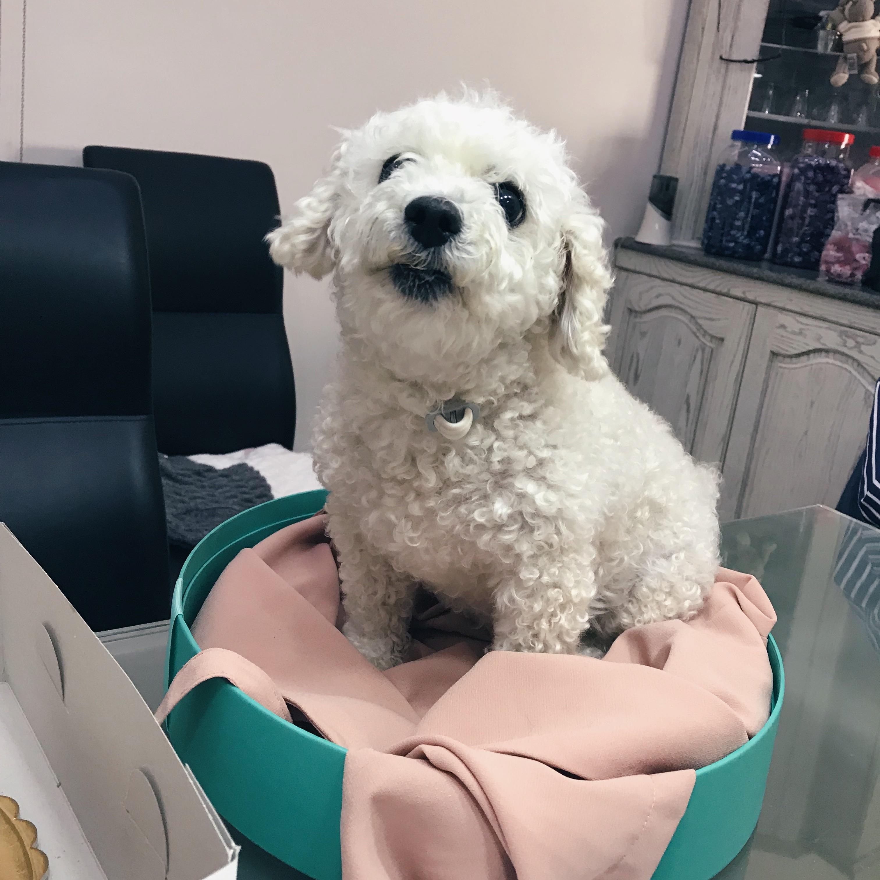 My sweet fluff ball (toy poodle) 💕 r/poodles