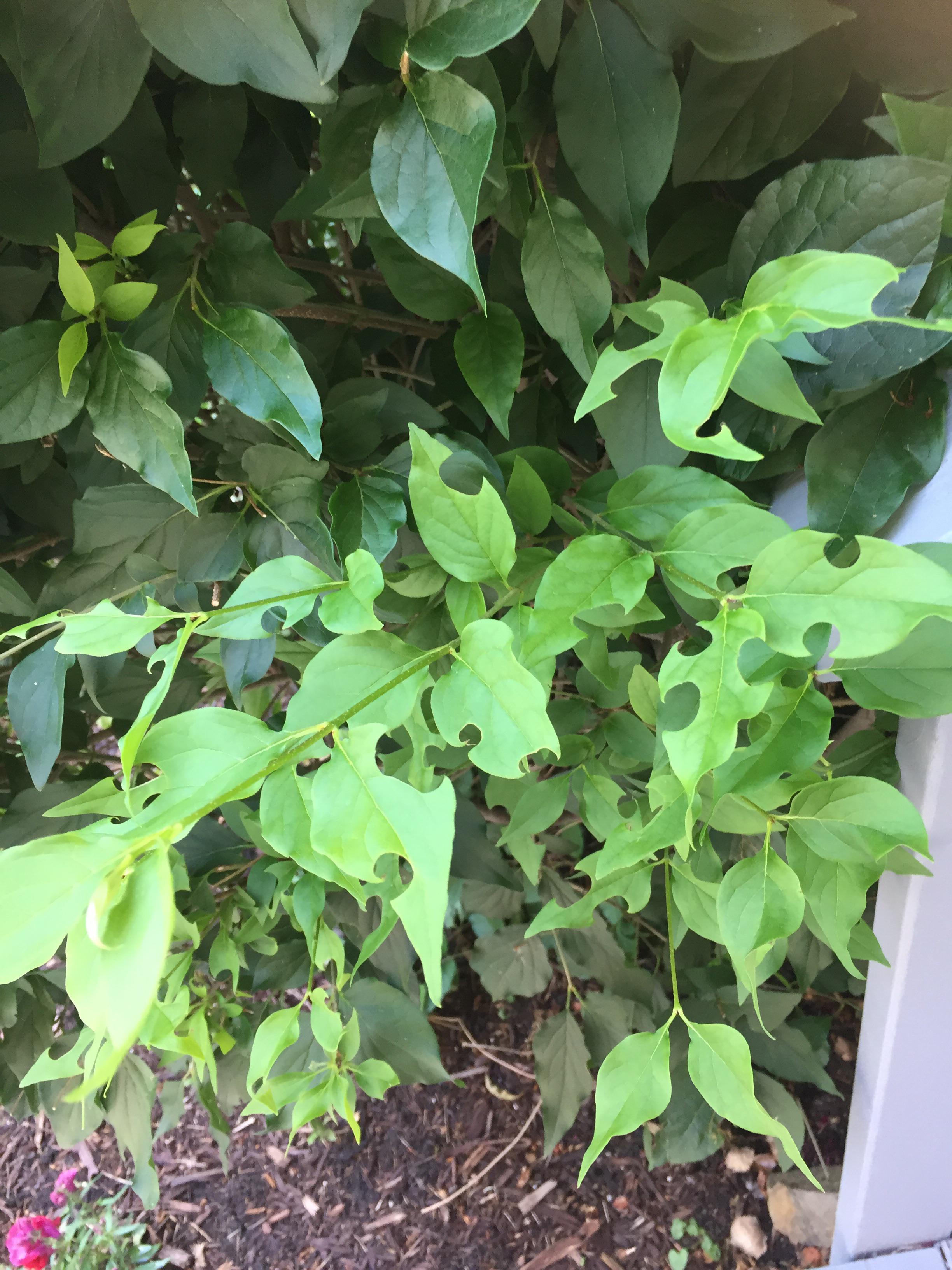 Something has been eating the new leaves of our lilac, but it makes