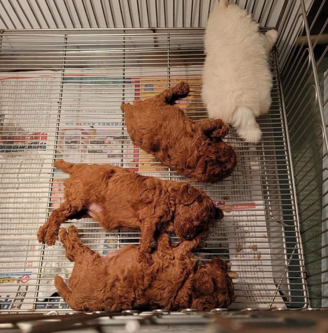 These puppies look like fried chicken oddlyterrifying