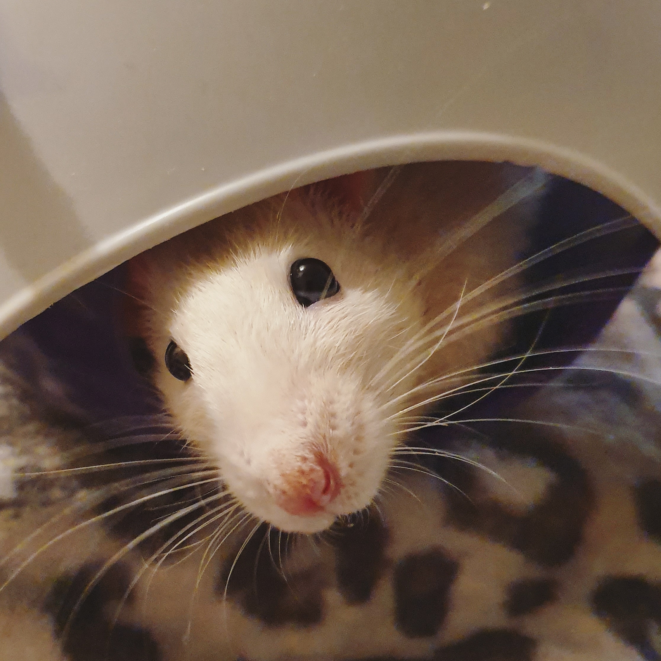 Meet Felix Fischoeder. He has a permanent head tilt and his fur is only