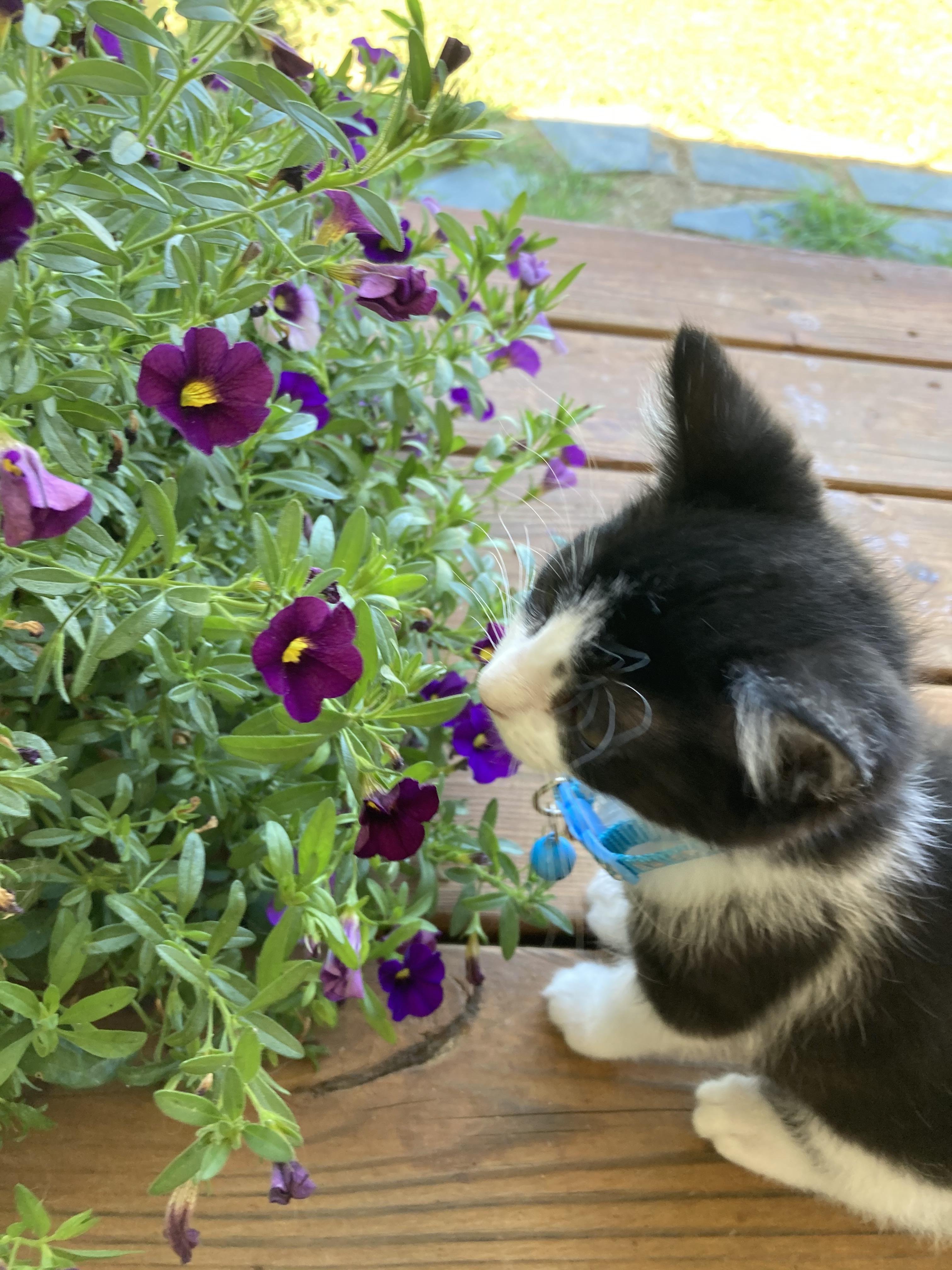 He likes flowers r/Eyebleach