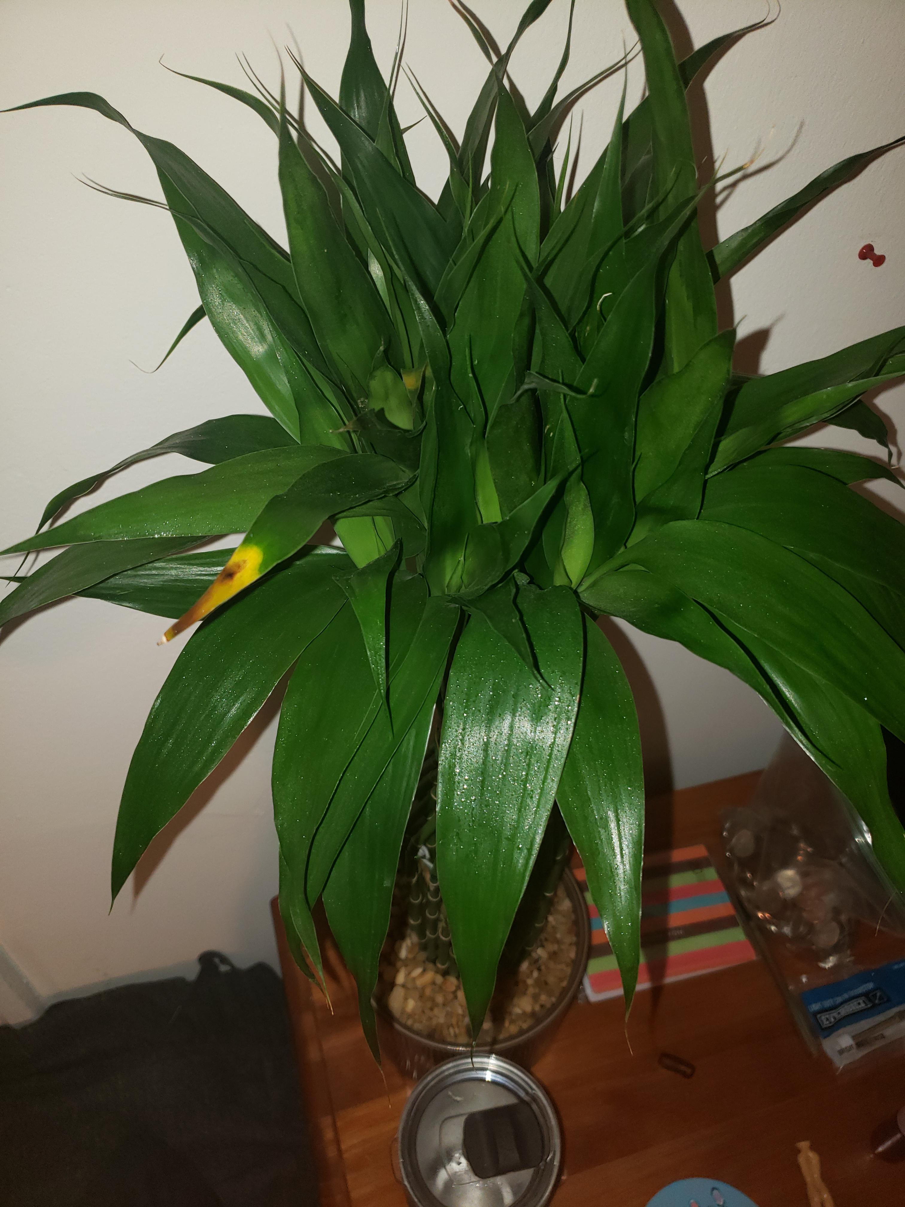 Lucky bamboo plants leaves are starting to turn yellow?.. am I