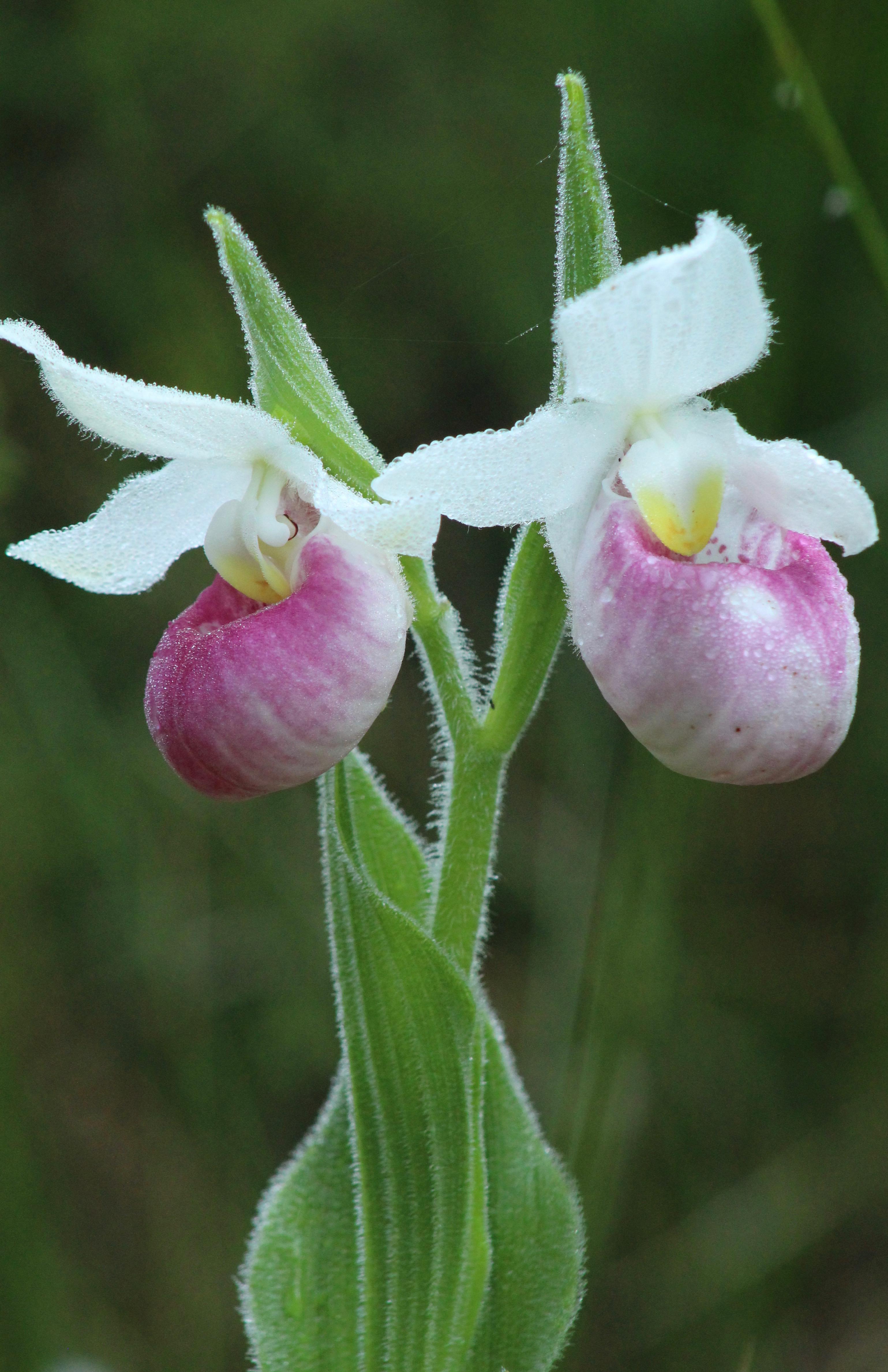 Showy Lady Slipper (Cypripedium reginae) at Cedar Bog in Urbana, Ohio