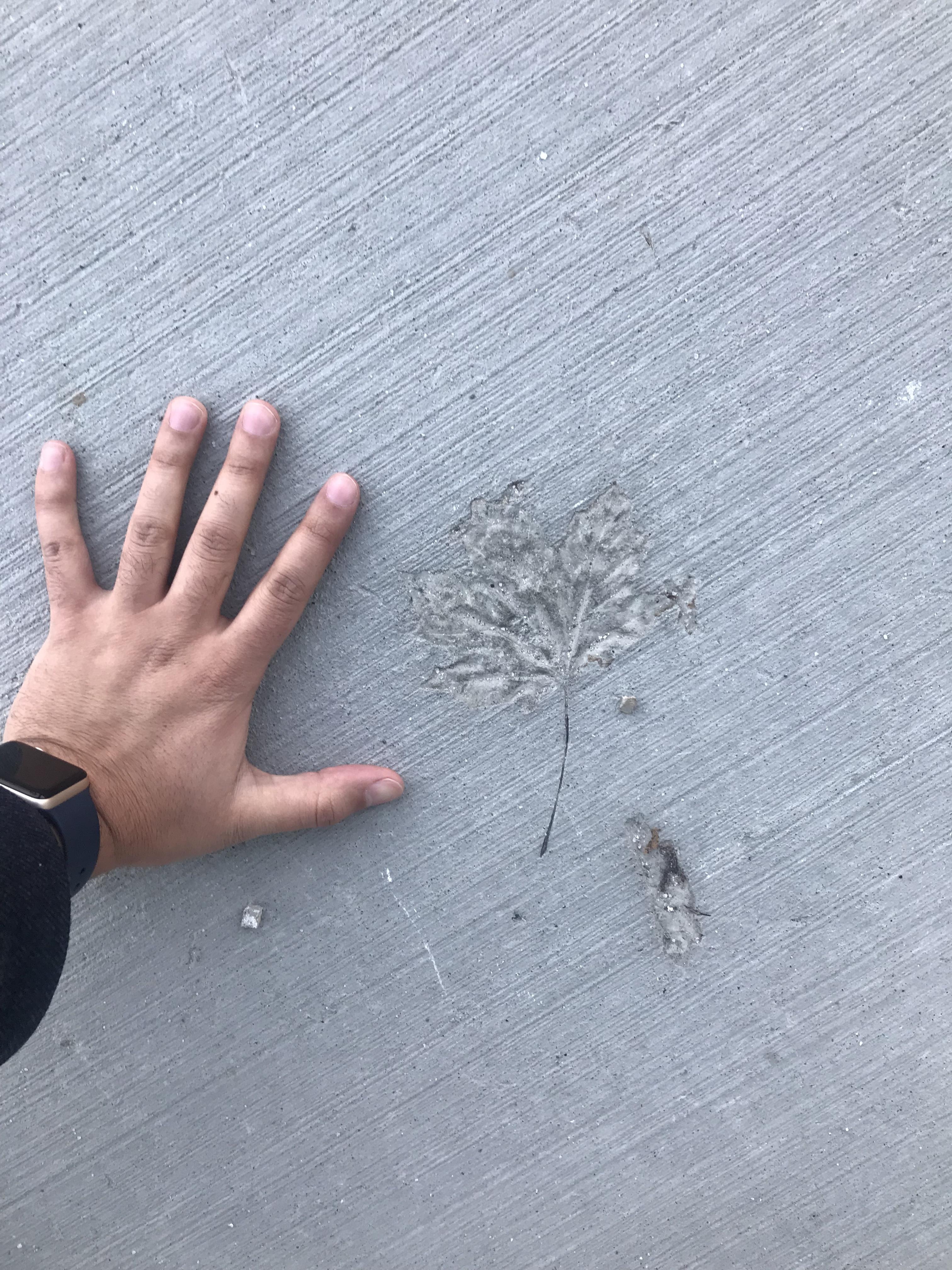 A leaf fell on concrete while it was still drying and left behind a